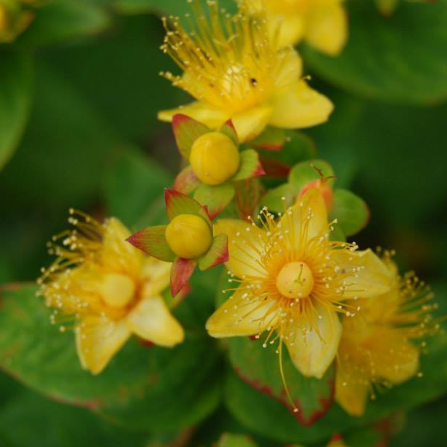 Close-up of yellow flowers with multiple stamens and green buds, surrounded by green leaves.