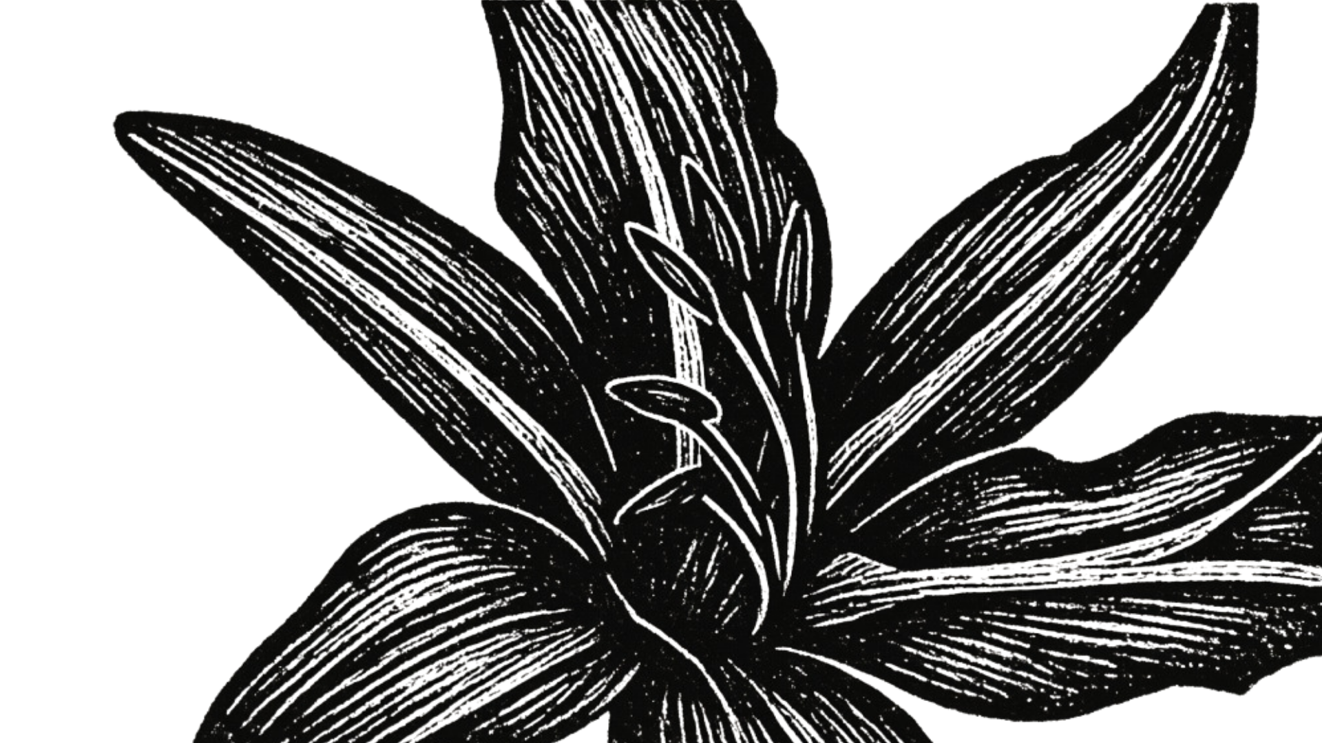 Black and white illustration of a flower with detailed petals, leaves, and small buds.
