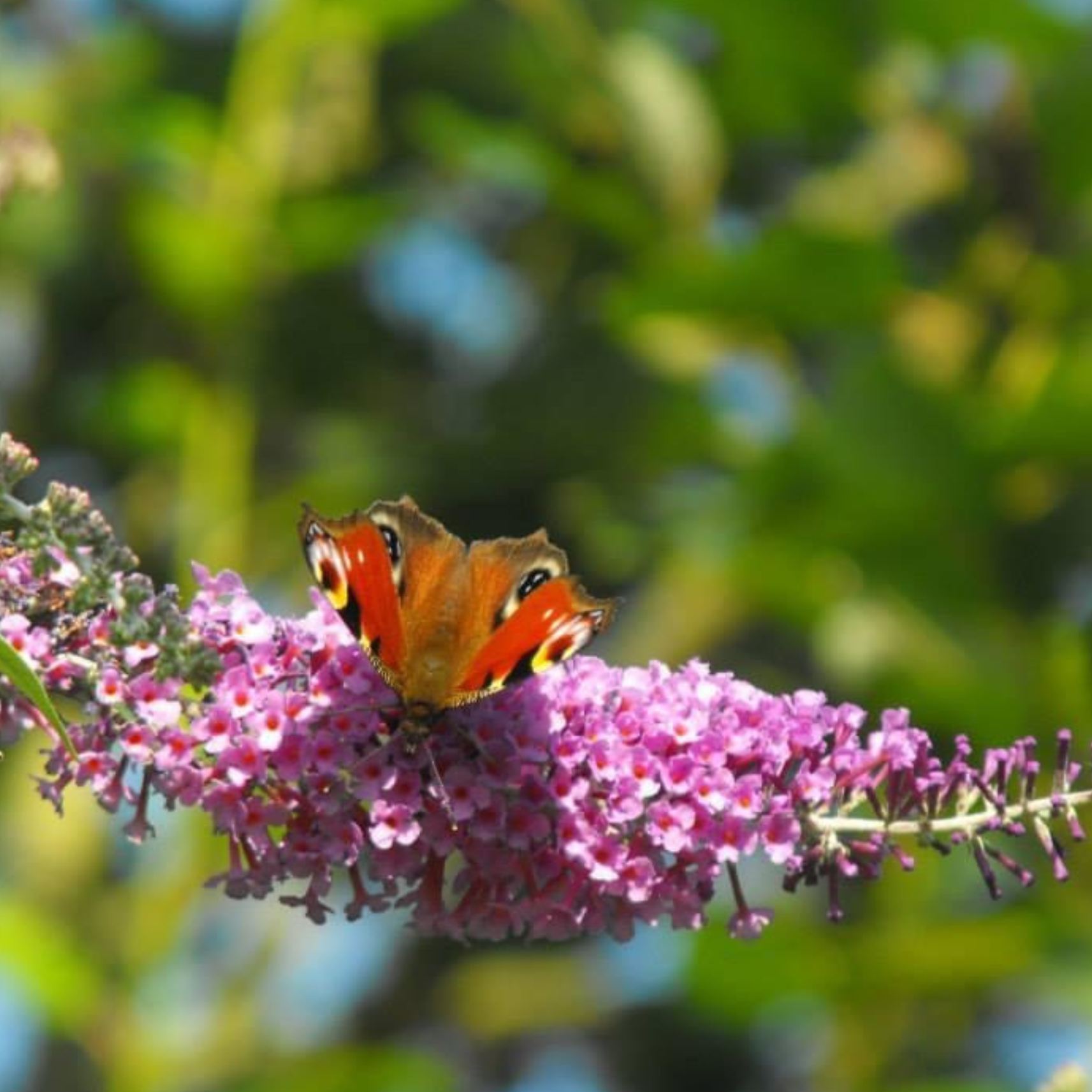 Close-up of a butterfly with bright orange, black, and blue markings perched on pink flowers. The background is blurred with green foliage.