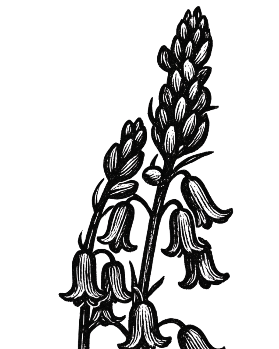 Black and white illustration of a flowering plant with bell-shaped flowers and seed clusters.