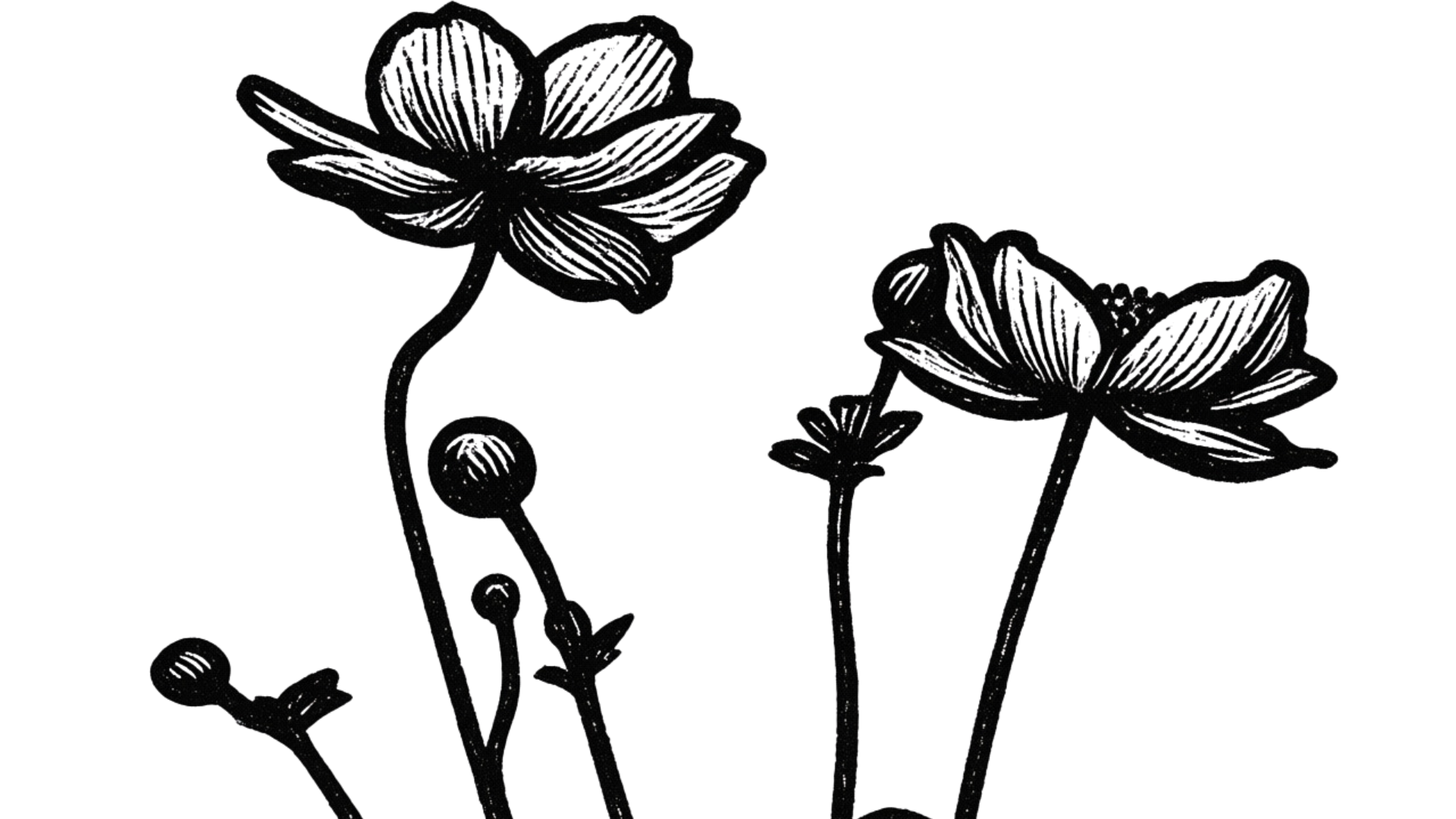 Black and white illustration of blooming flowers with detailed petals and round buds on long, curved stems.