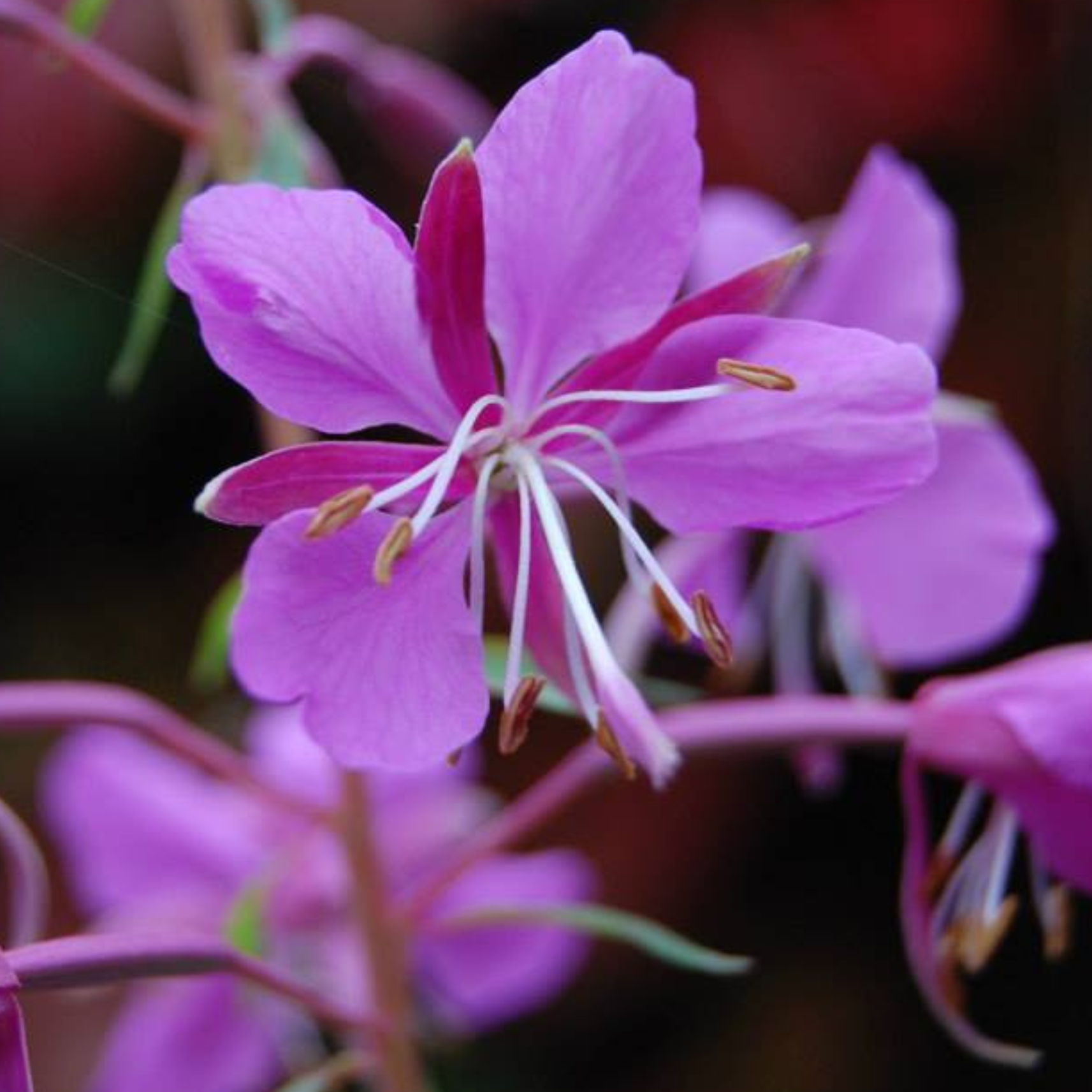 Close-up of a vibrant pink and purple flower with delicate petals and long white stamens, set against a blurred background.
