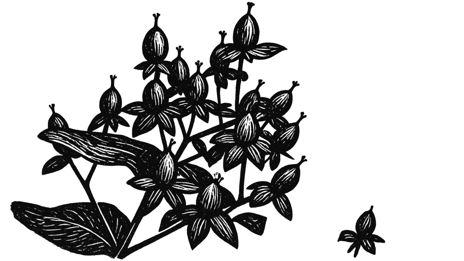 Black and white illustration of oregano plant with small flowers and elongated leaves.