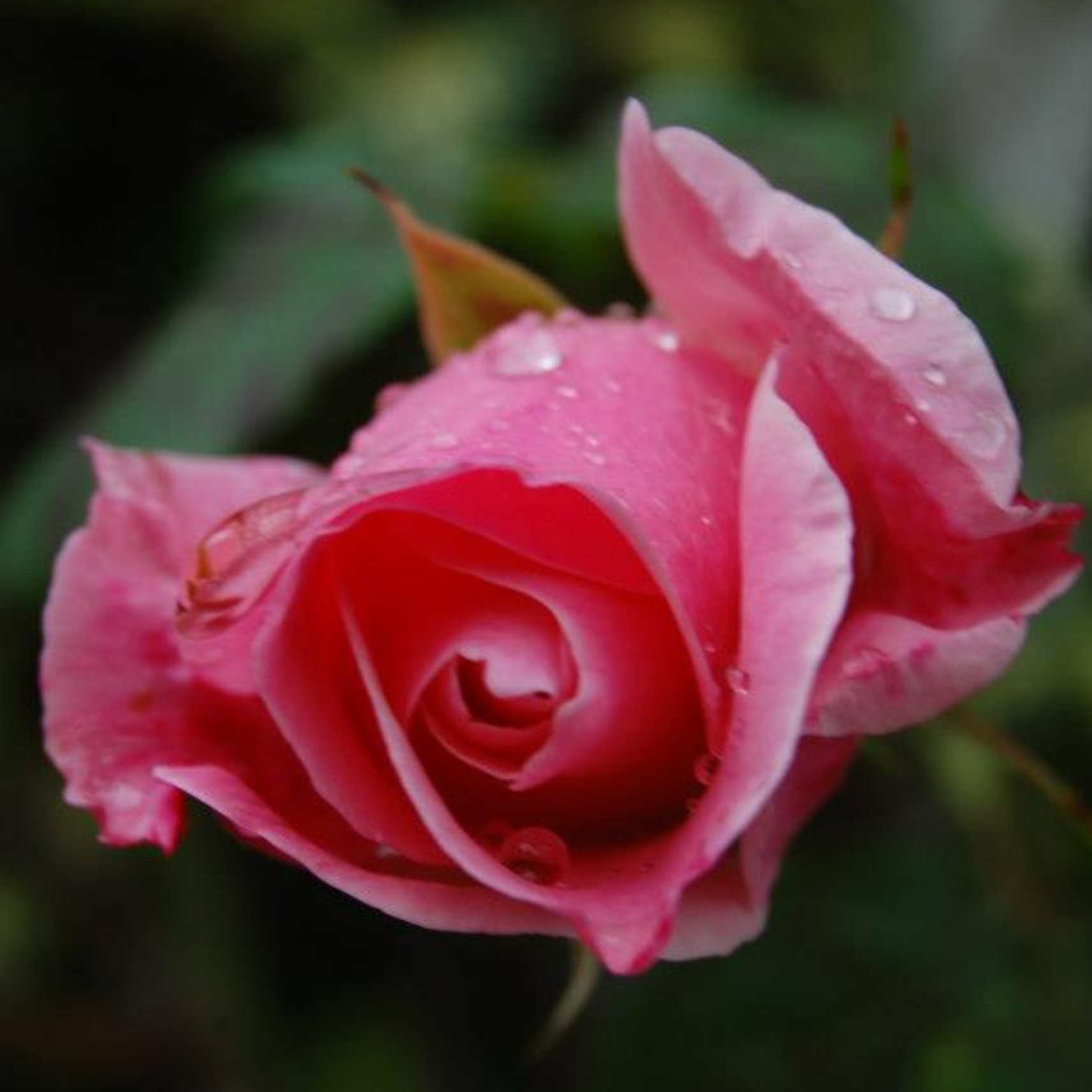 Close-up of a pink rose with water droplets on petals, blurred green background.