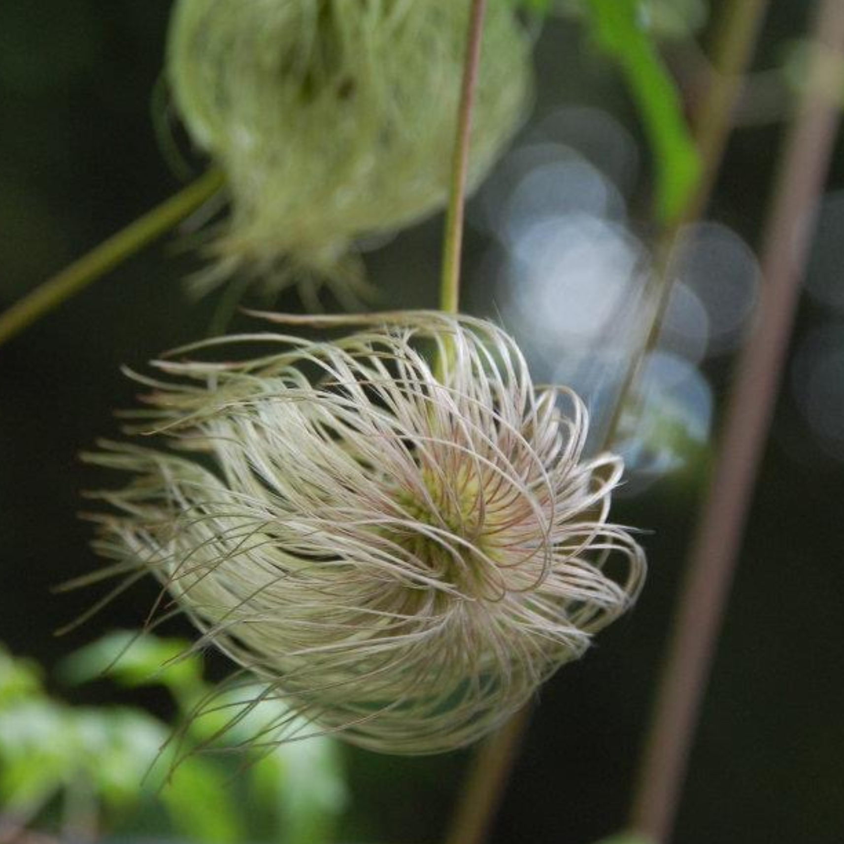 Close-up of a fluffy, white flower with long, thin, curling petals and a green bud in the background, blurred with bokeh light effect.