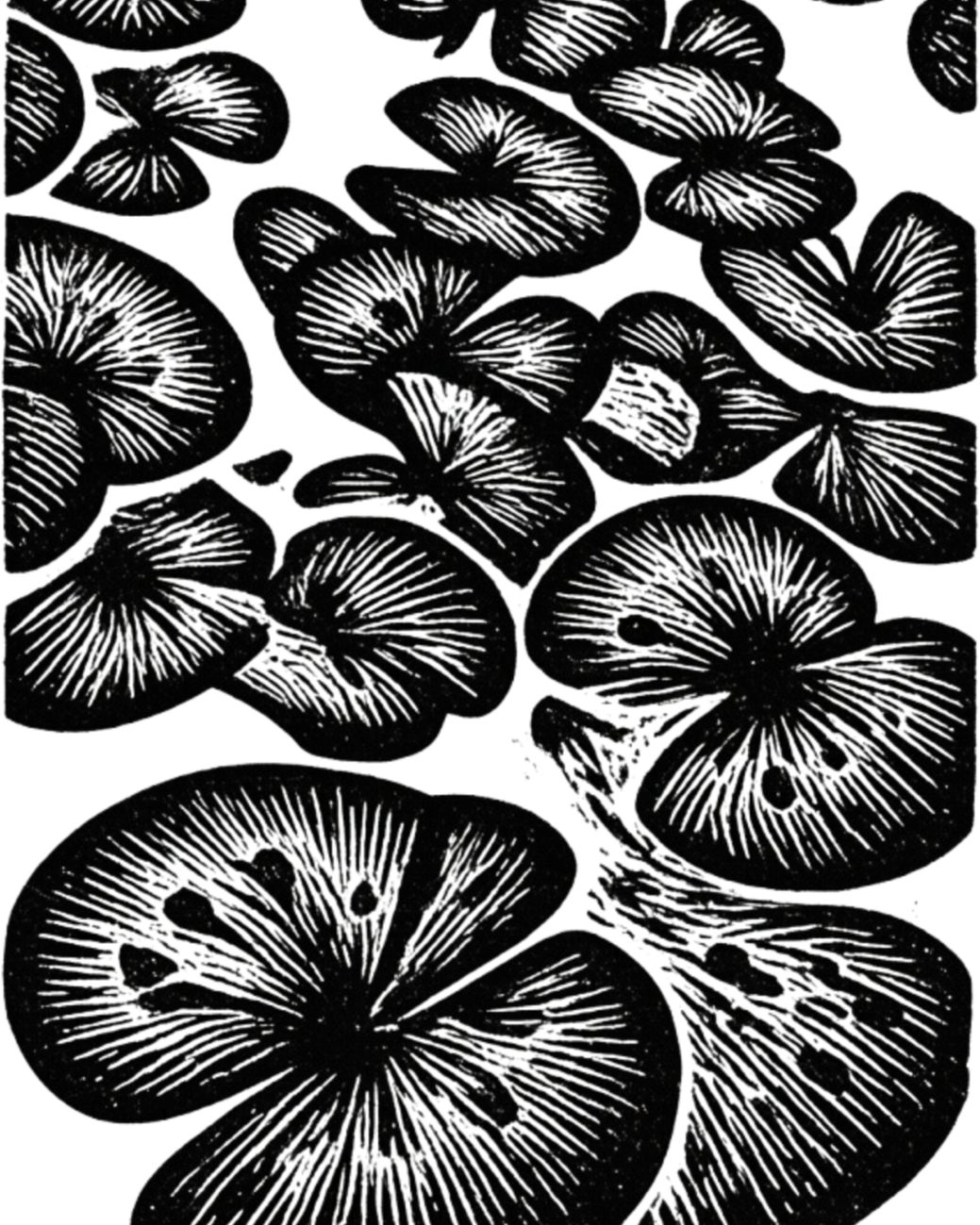 Black and white illustration of numerous mushroom caps viewed from above, showing detailed gills.