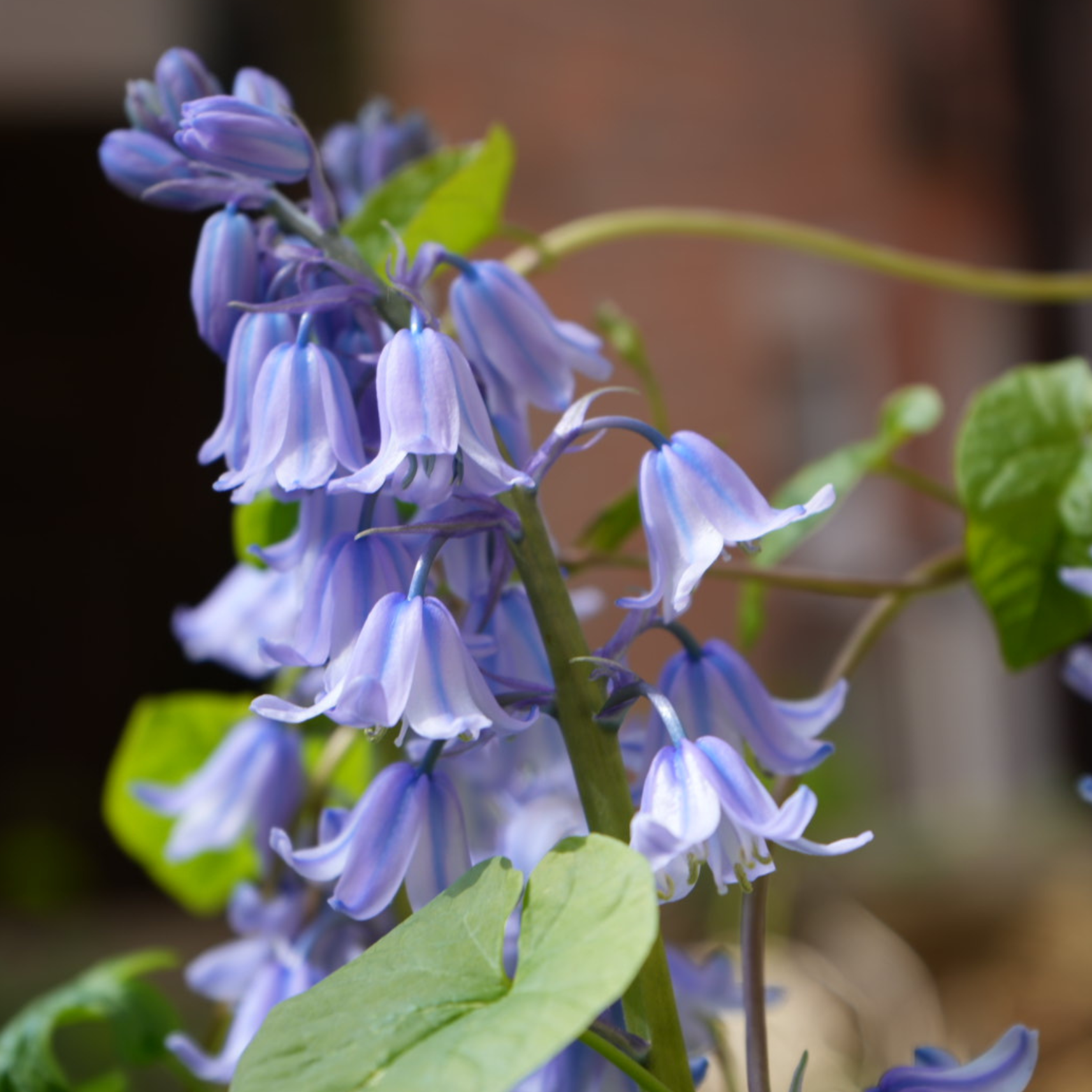 Close-up of a cluster of purple bell-shaped flowers with green leaves in the background.