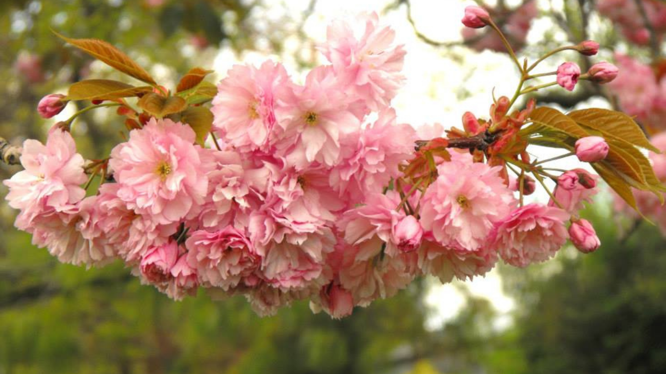 Close-up of pink cherry blossom flowers and budding flowers on a tree branch with a blurred green and white background.