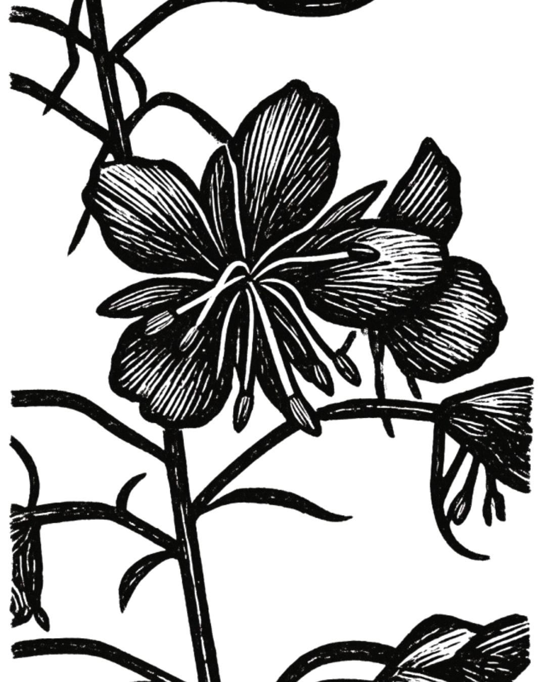 Black and white illustration of a flowering plant with multiple detailed petals and leaves.