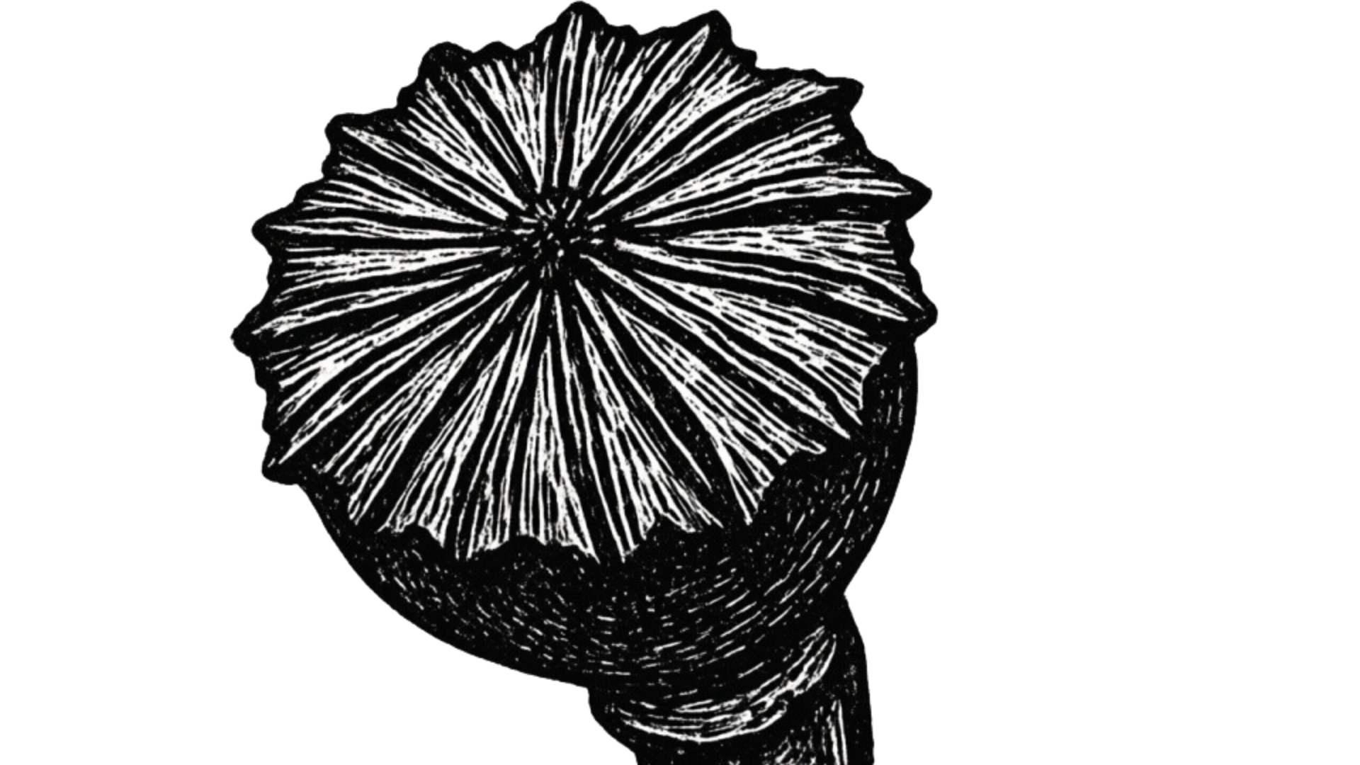 Black and white illustration of a seashell viewed from above, showing detailed spiral ridges and texture.