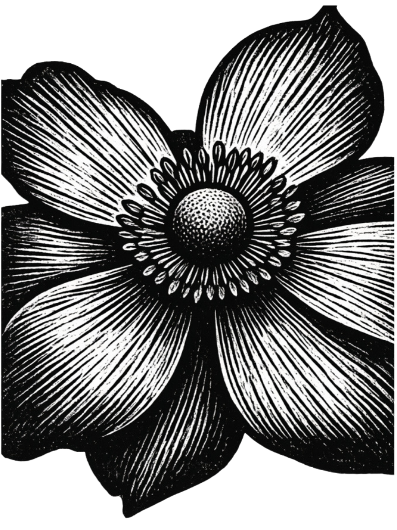 Black and white illustration of a flower with five petals and a detailed center.