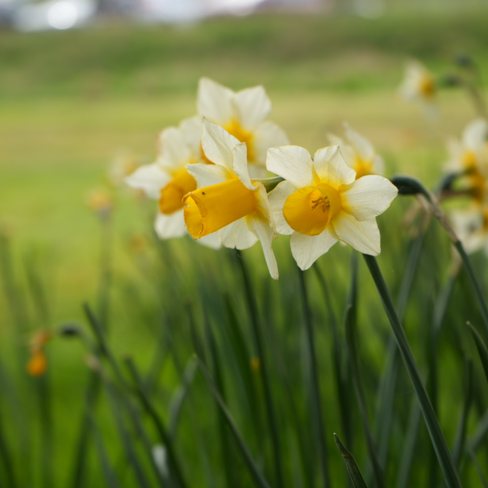 Close-up of white daffodil flowers with yellow centers in a garden, with a blurred green background.