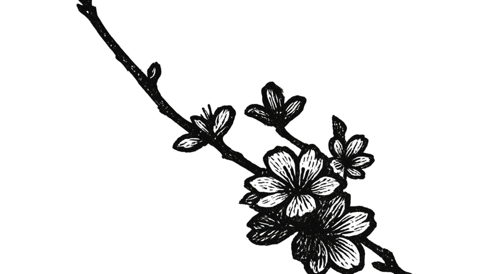 Black and white illustration of a branch with blooming flowers and small leaves.