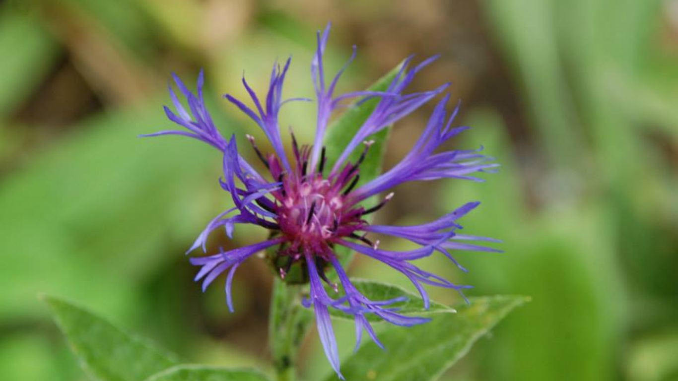 Close-up of a purple, spiky flower with green leaves in the background.