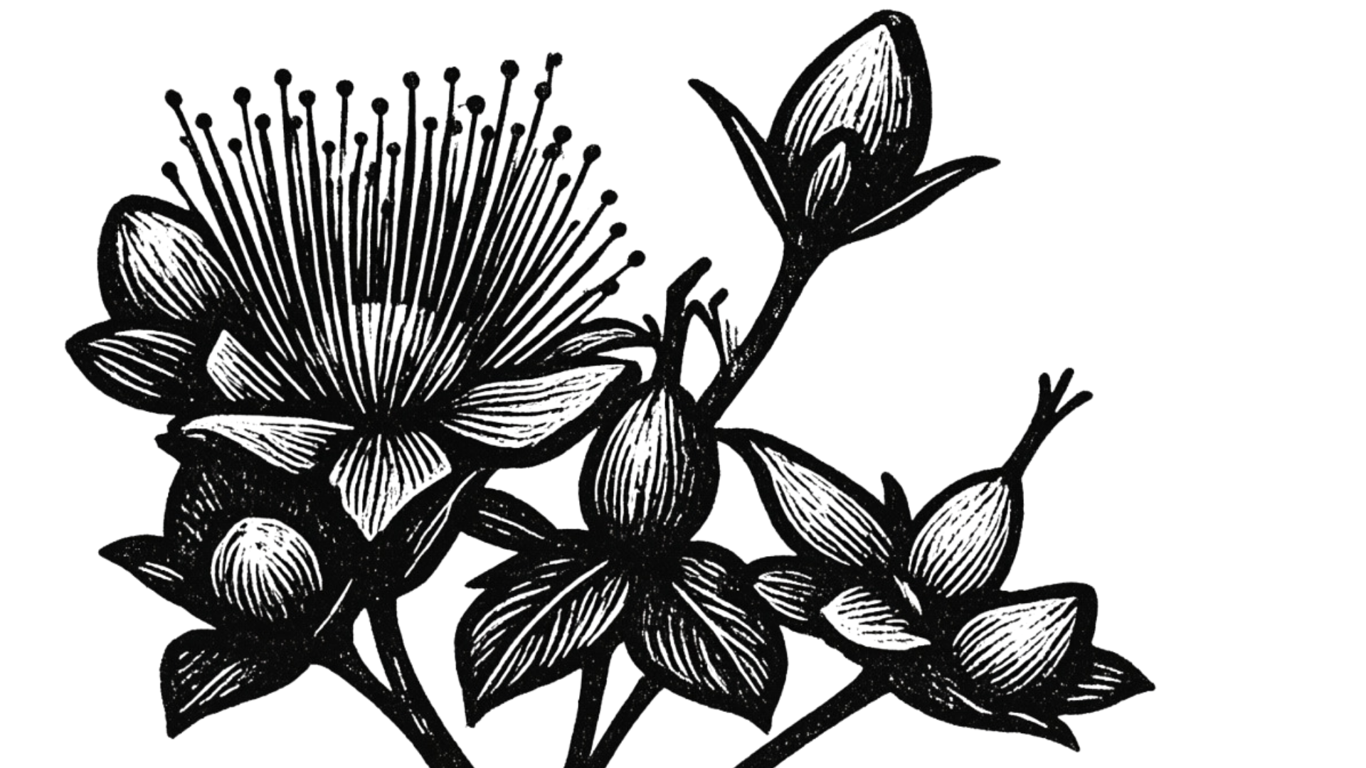 Black and white illustration of a flowering branch with multiple blossoms and buds.