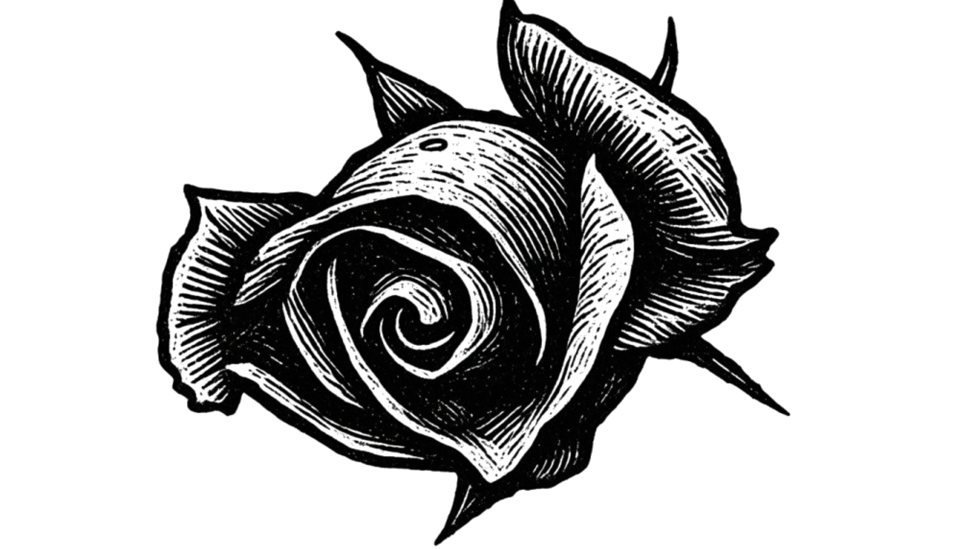 Black and white illustration of a rose with detailed petals.