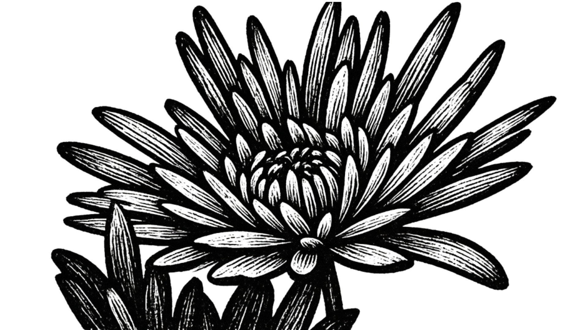 Black and white illustration of a chrysanthemum flower with detailed petals and leaves.