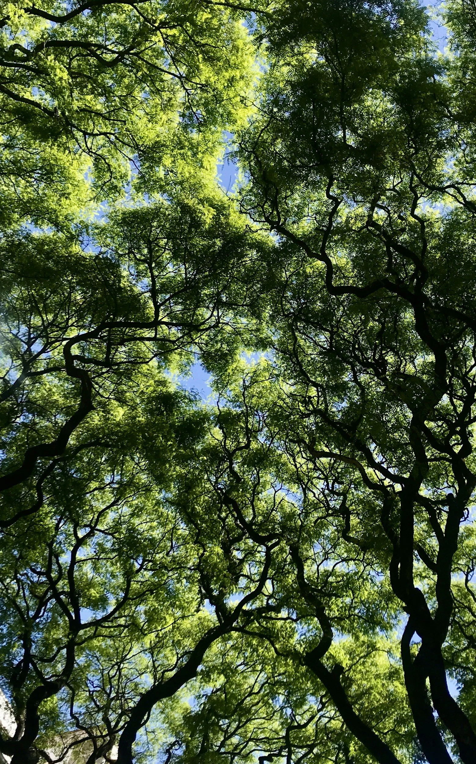 5000 nuovo alberi per Pieve Emanuele