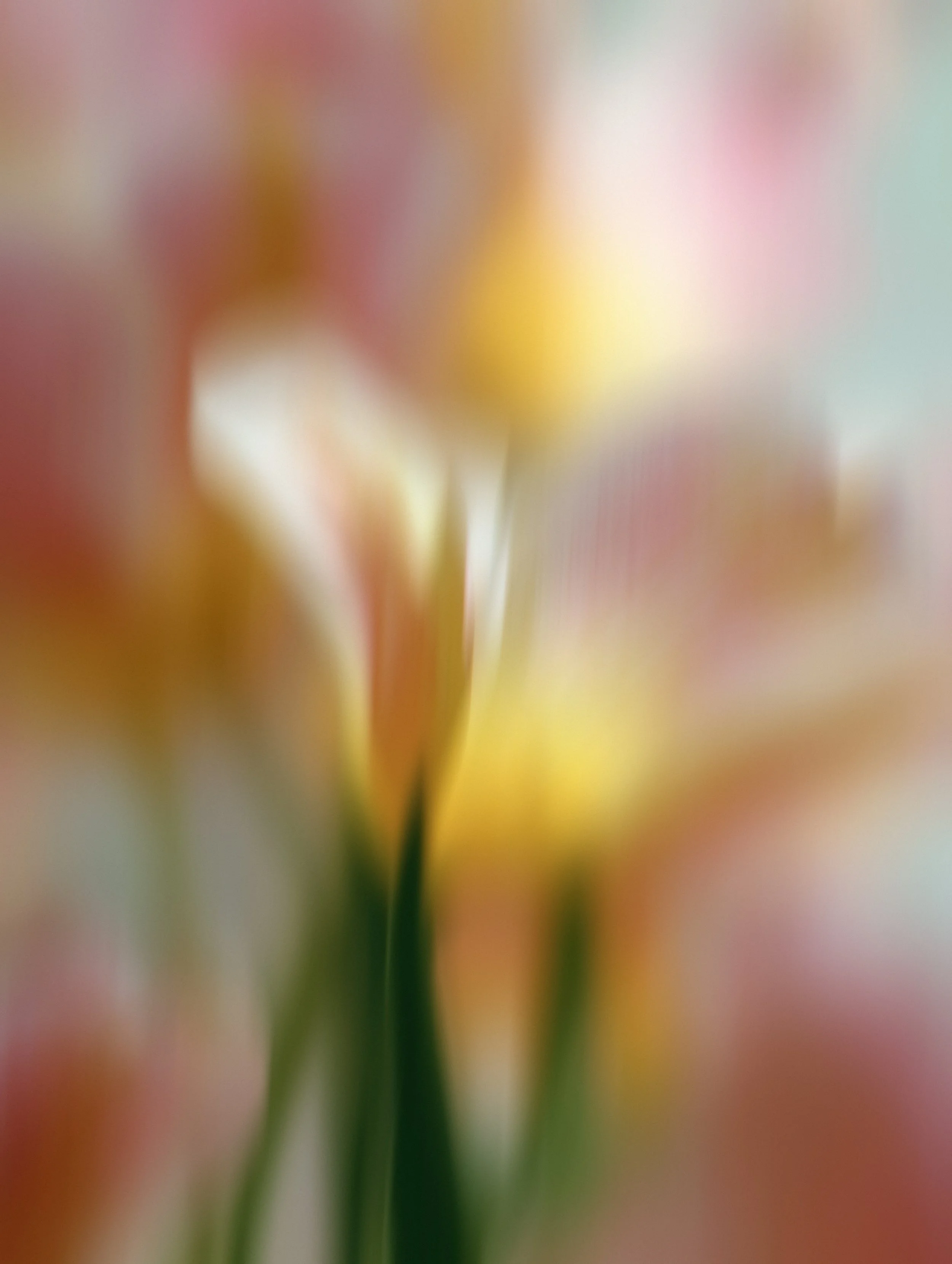 Bright coloured blurry florals