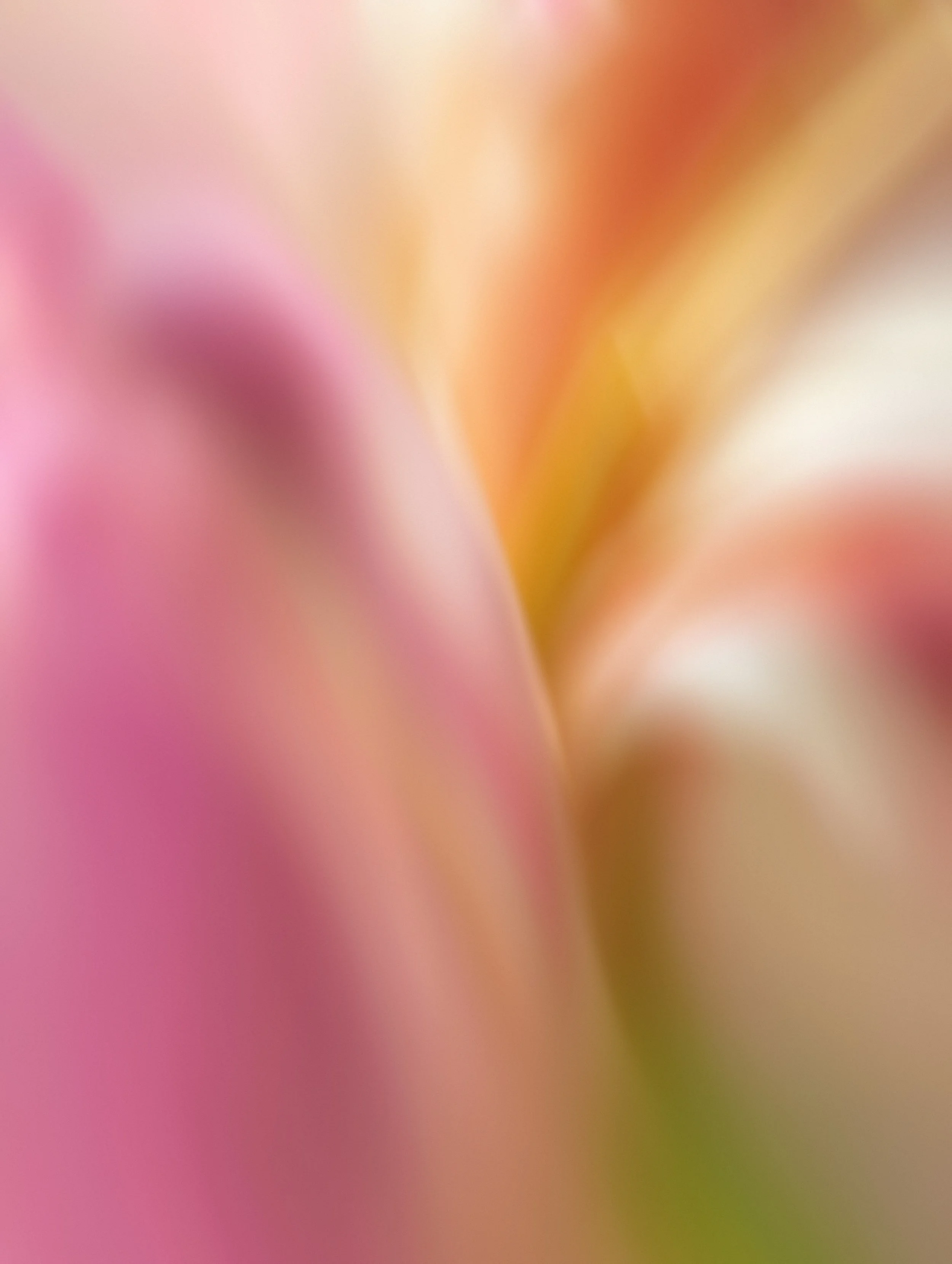 Bright coloured blurry florals