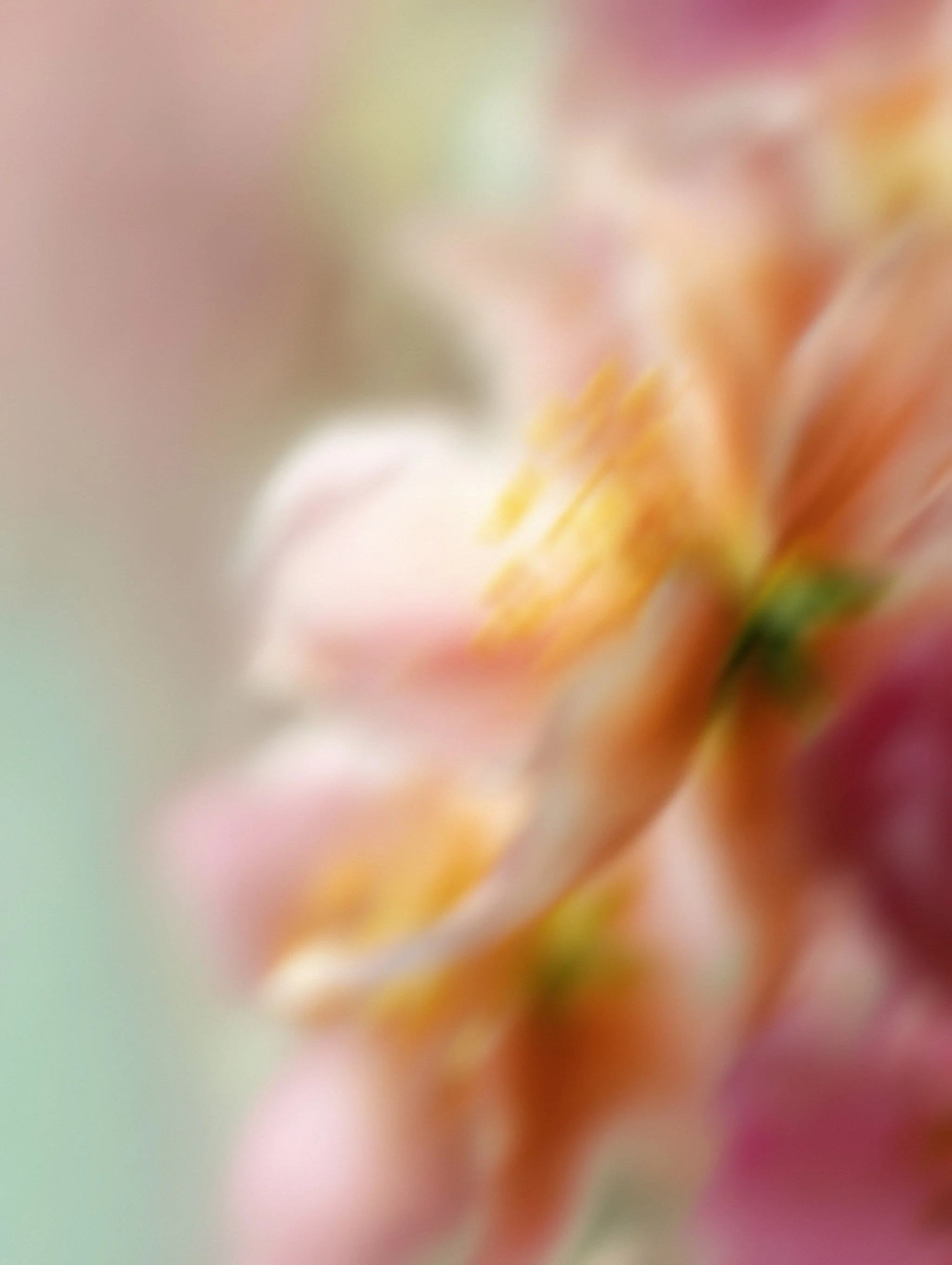 blume and blossom luxury floral design