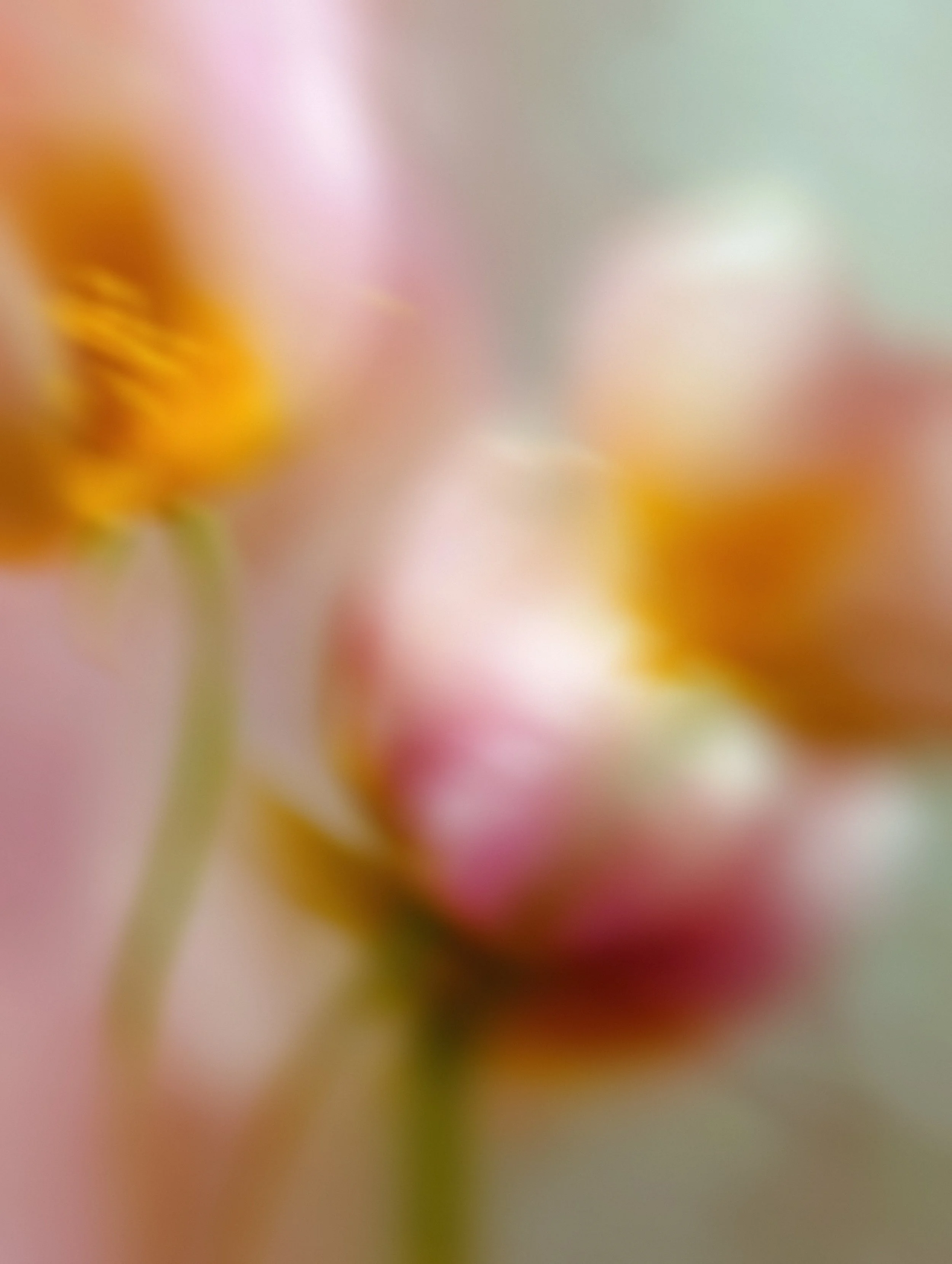 Blurry image of bright coloured tulips
