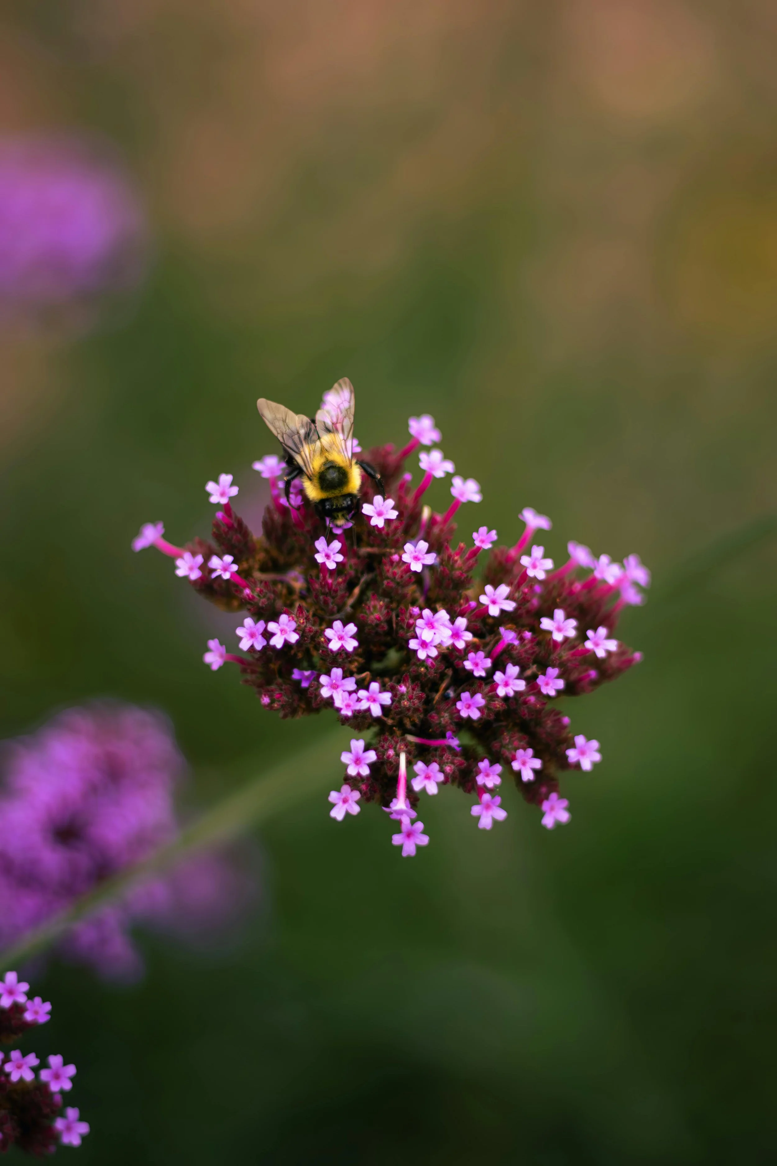 Close‑up van een bij die nectar verzamelt op roze verbena (ijzerhard) in een bloeiende tuin, als onderdeel van het tuinonderhoud door Rembrandt Vlerick.