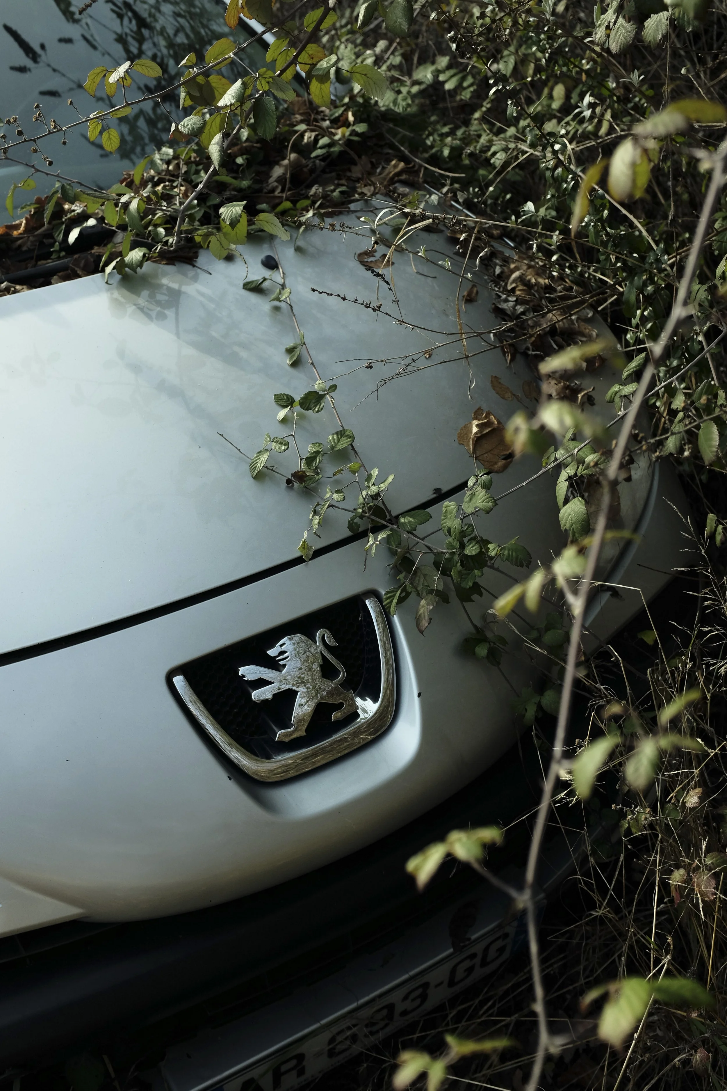 The front of a silver Peugeot car covered with overgrown plants and leaves, partially obscuring the license plate and grille.
