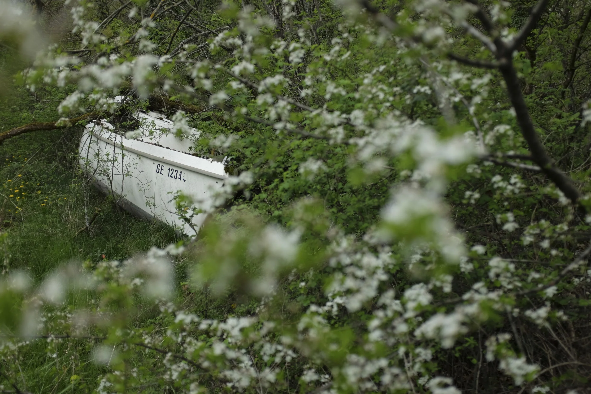 An overgrown boat with a visible registration number 'GE 1234' is surrounded by green trees and bushes, partially obscured by blooming branches in a natural setting.