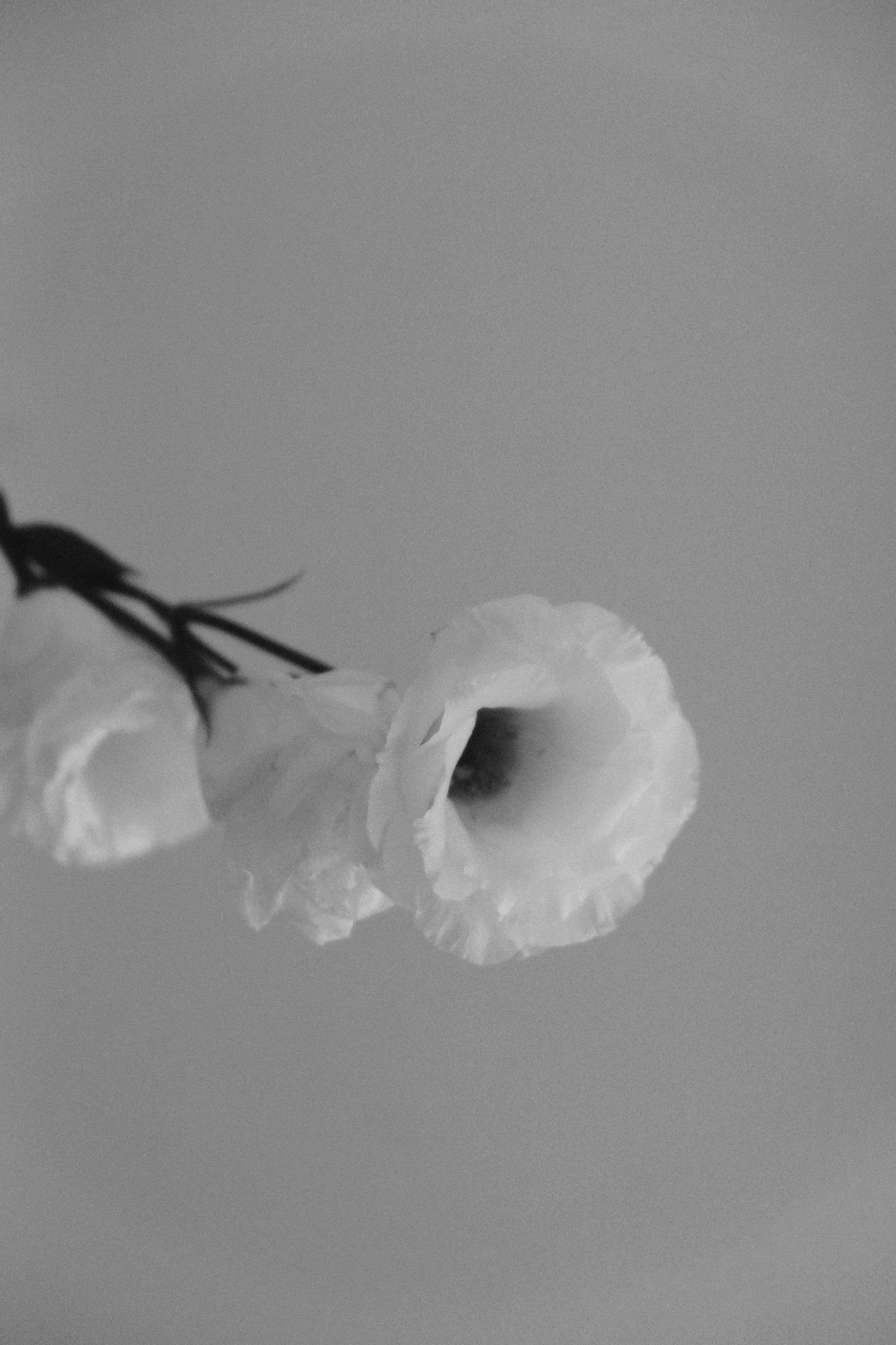 A white flower in a South Bay Area, California home sits against a gray background during a sound healing session with Flourish & Flow.