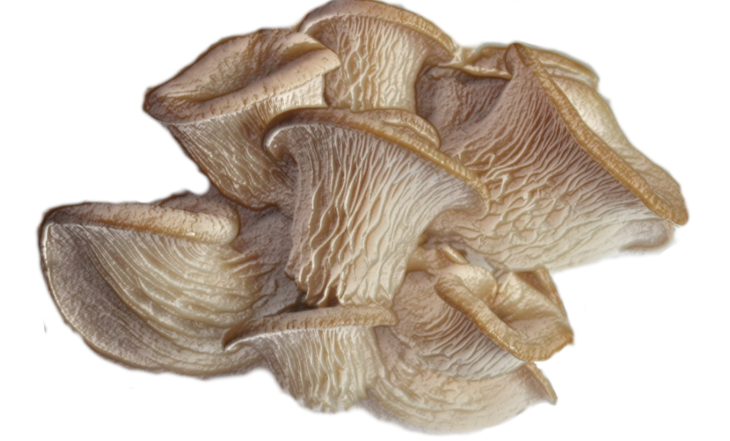 workshop Paddenstoelen kweken