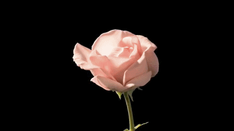 Une rose pâle avec une tige verte, sur un fond noir.
