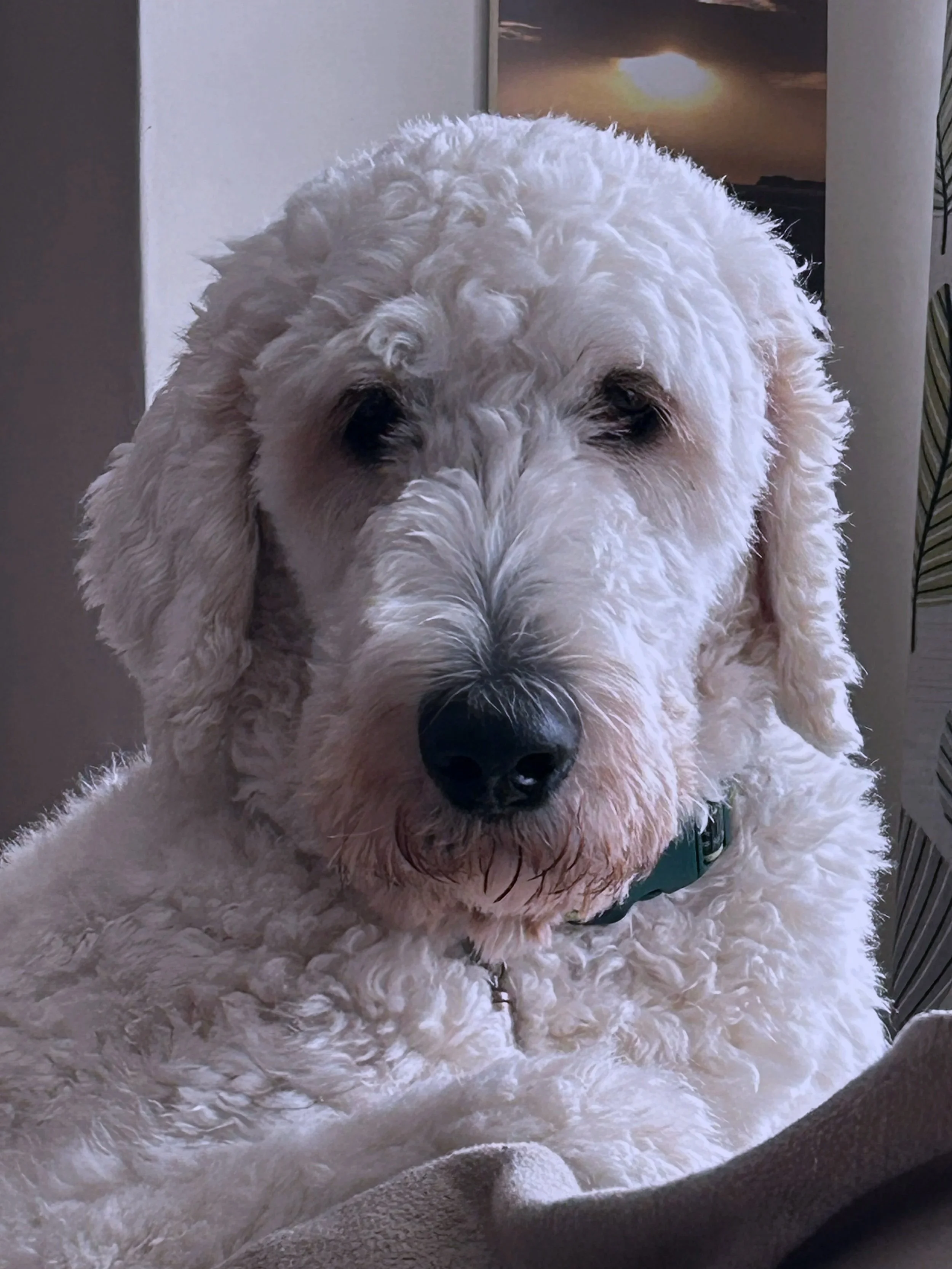 Finn - Chief Companion Officer - a fluffy white dog with a black nose and dark eyes, sitting on a surface with a painting of a sunset in the background.