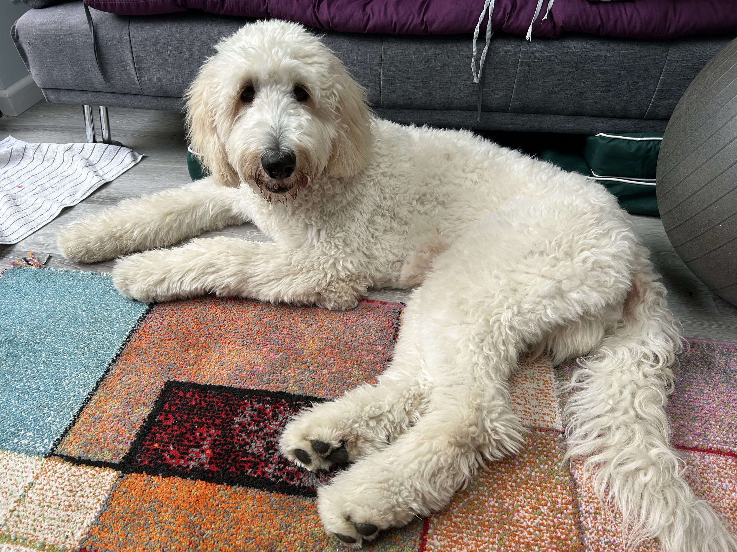 A large fluffy white dog lying on a colorful rug in a room. The dog has a curly coat and dark eyes, and is resting with its head on the floor.