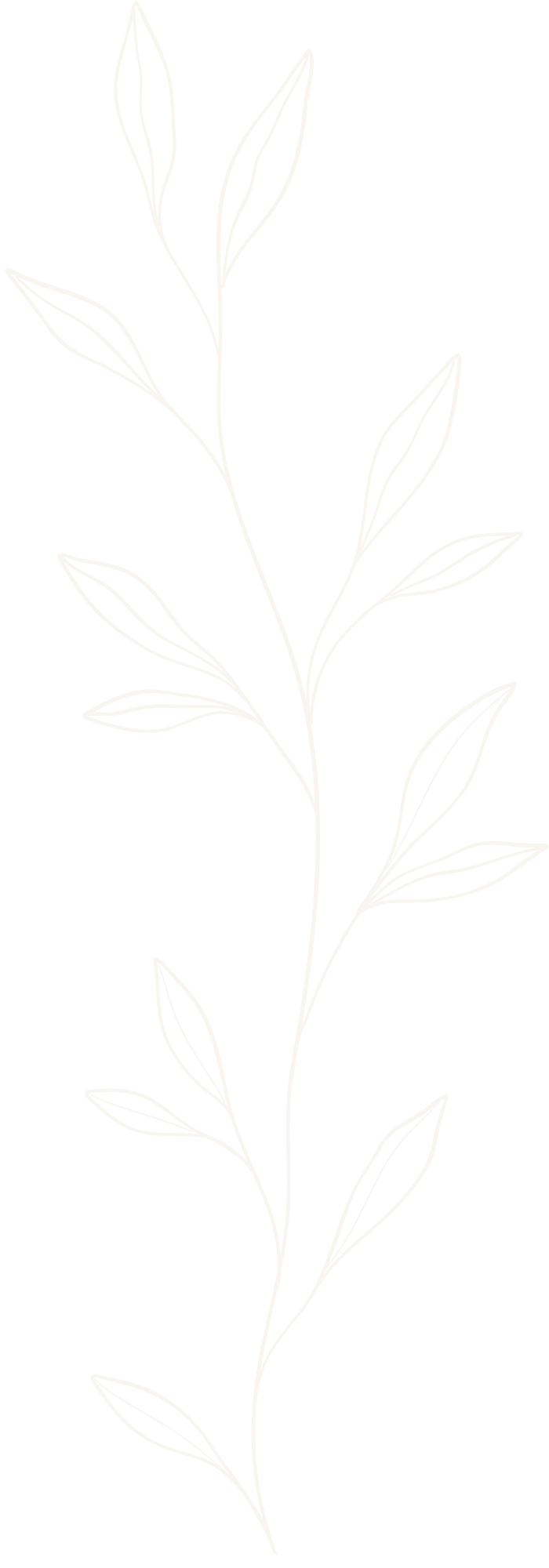 En hvid konturtegning af en plante med flere blade på en sort baggrund.