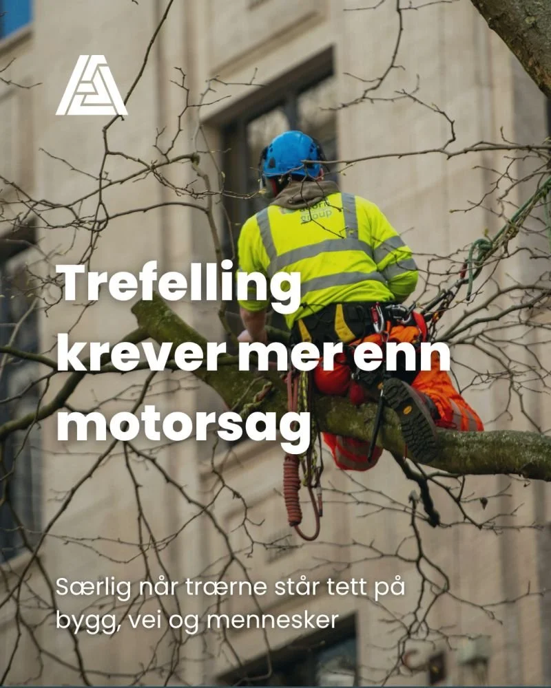 Visste du at AKTO har egen arborist og bistår med trefelling og vurdering av trær?