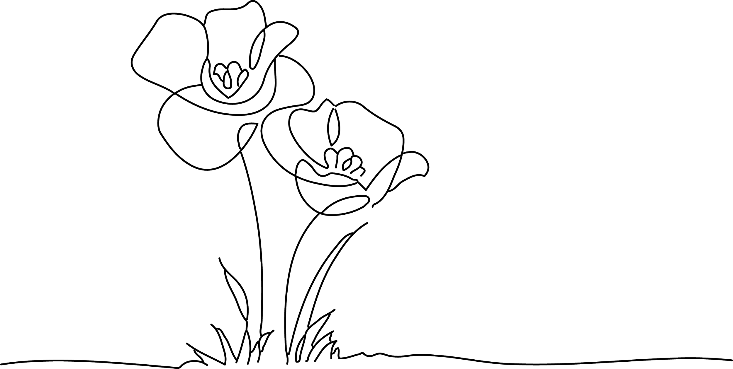 Line drawing of a tulip flower growing from grass.