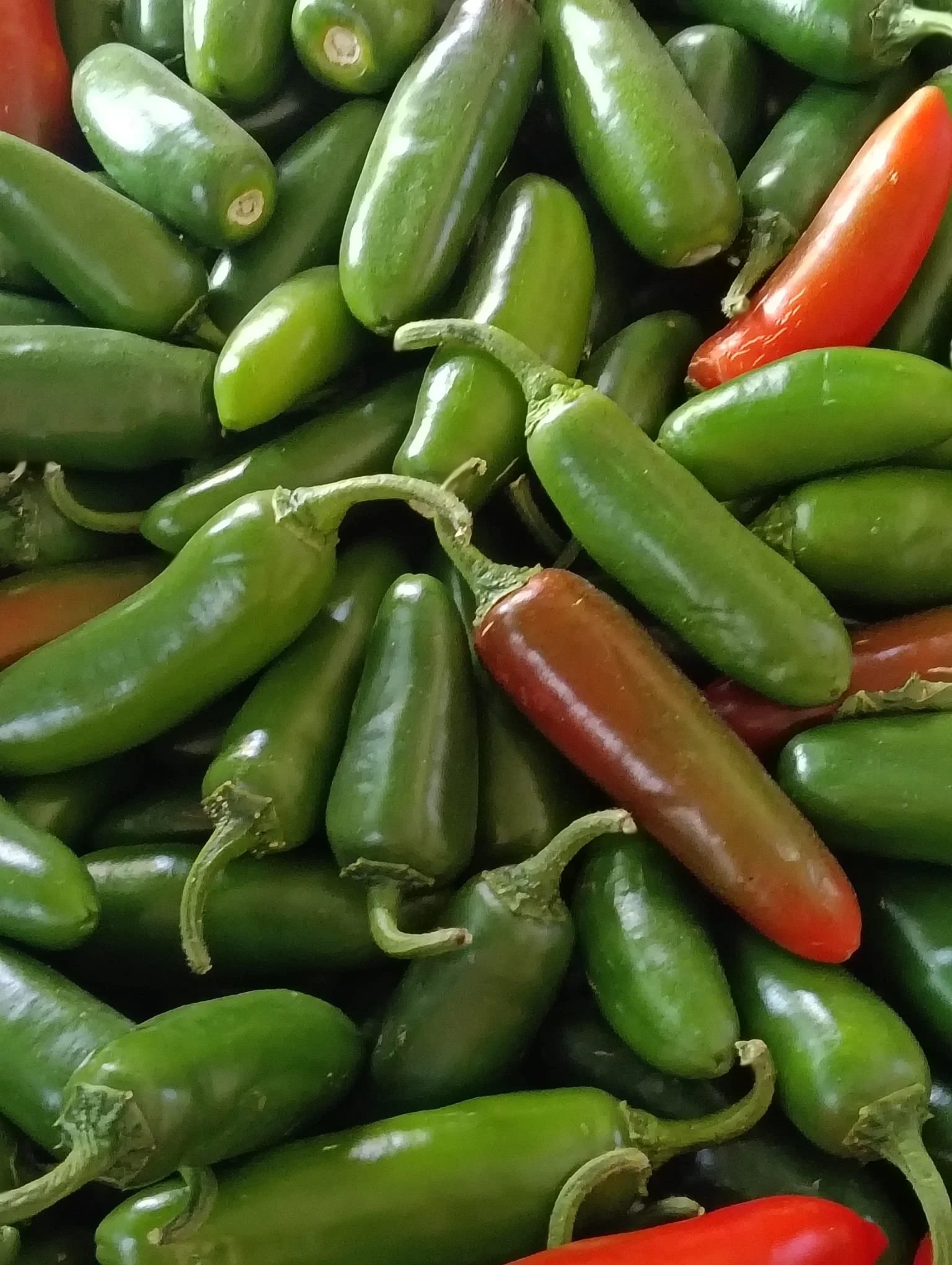 JALAPEÑOS.jpeg
