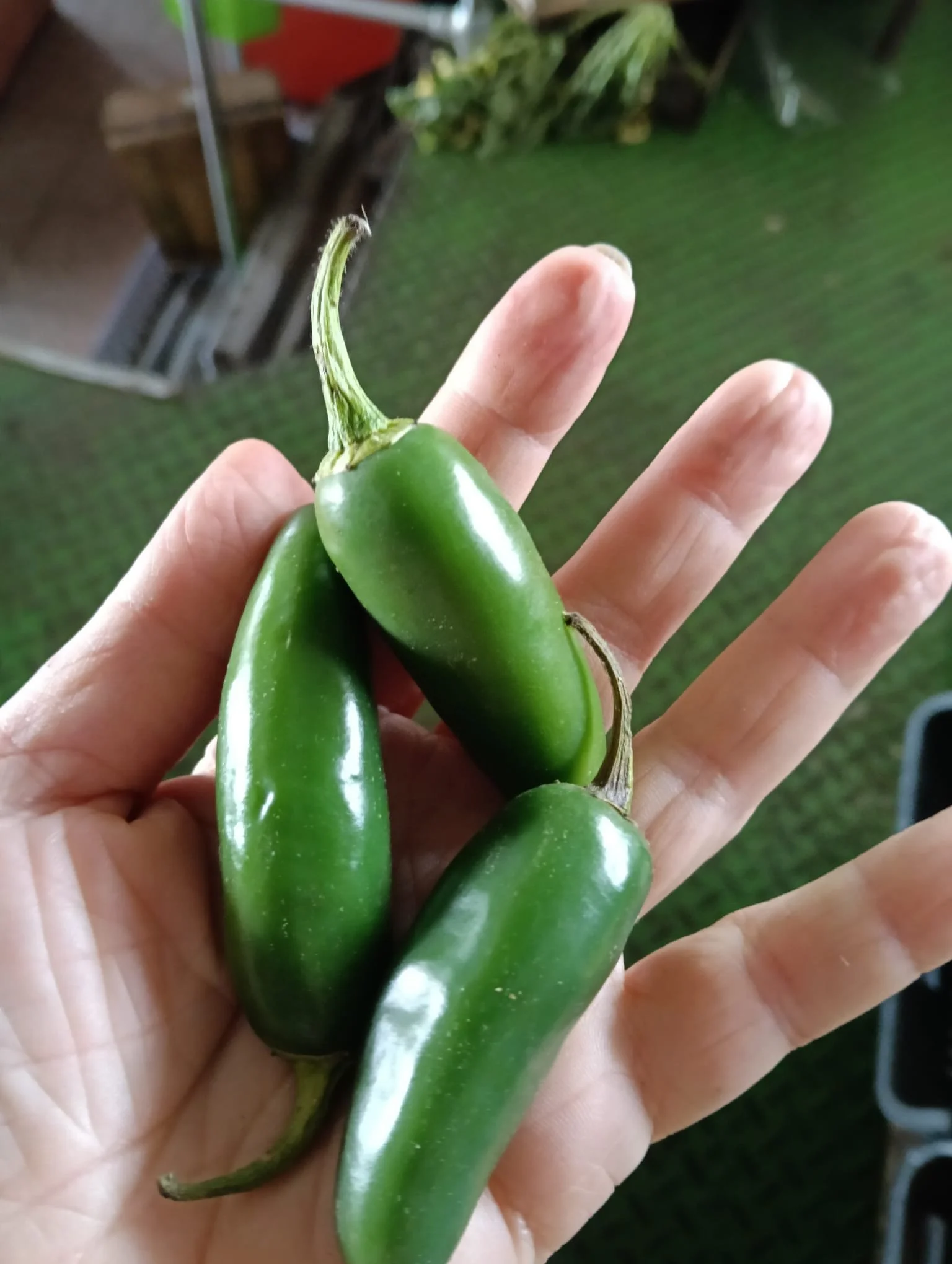 JALAPEÑO.jpeg