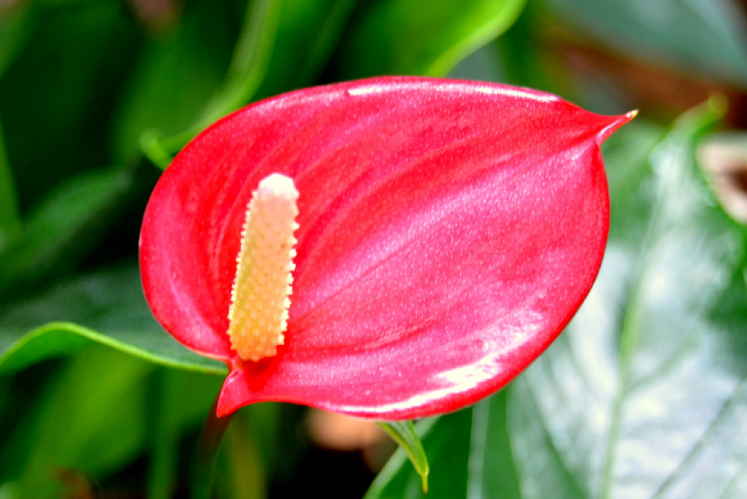 Close-up of a vibrant pink anthurium flower with a yellow spadix, surrounded by blurred green foliage.