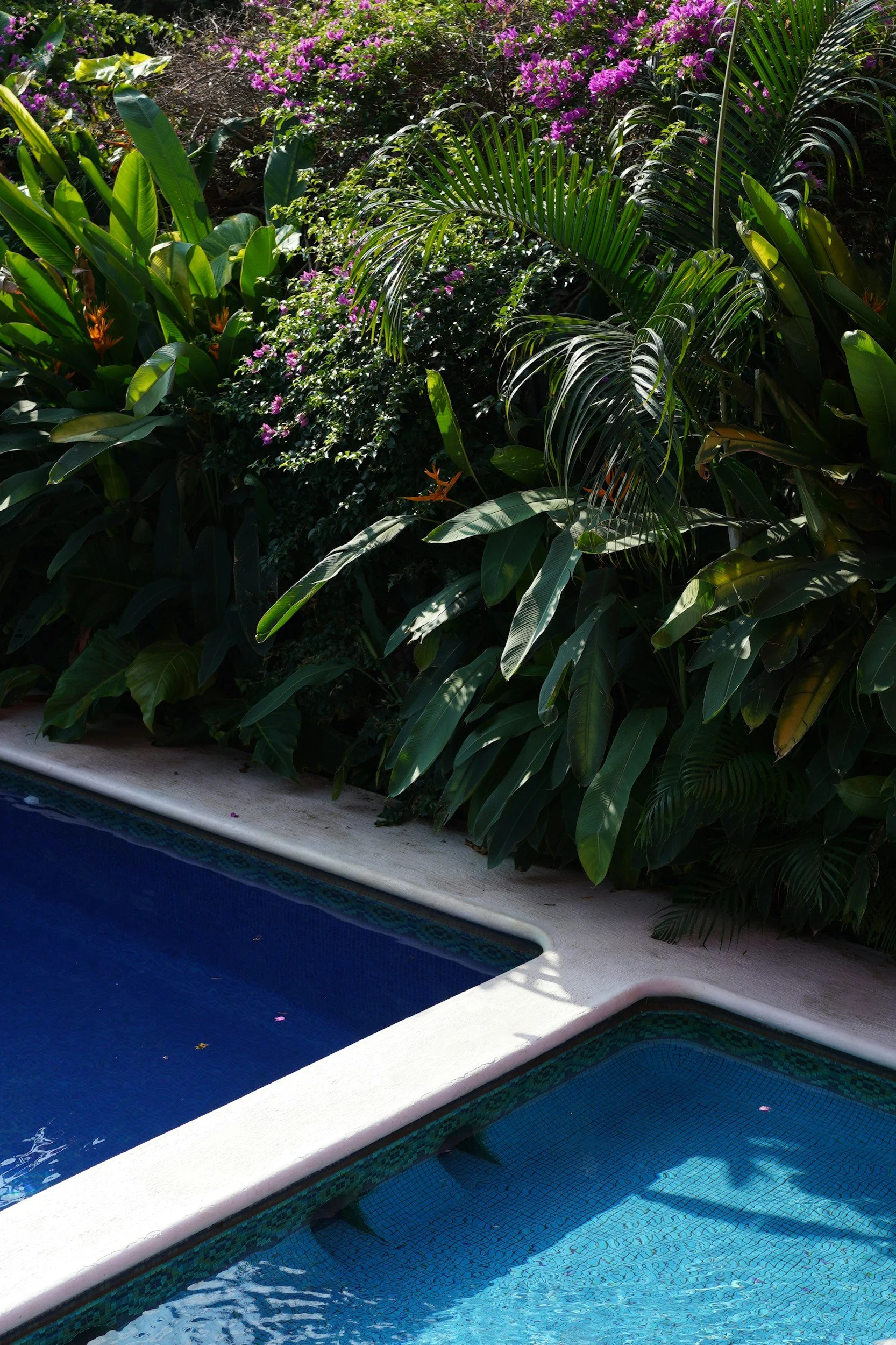 Swimming pool with blue water and tiled steps, surrounded by lush green tropical plants and purple flowers.