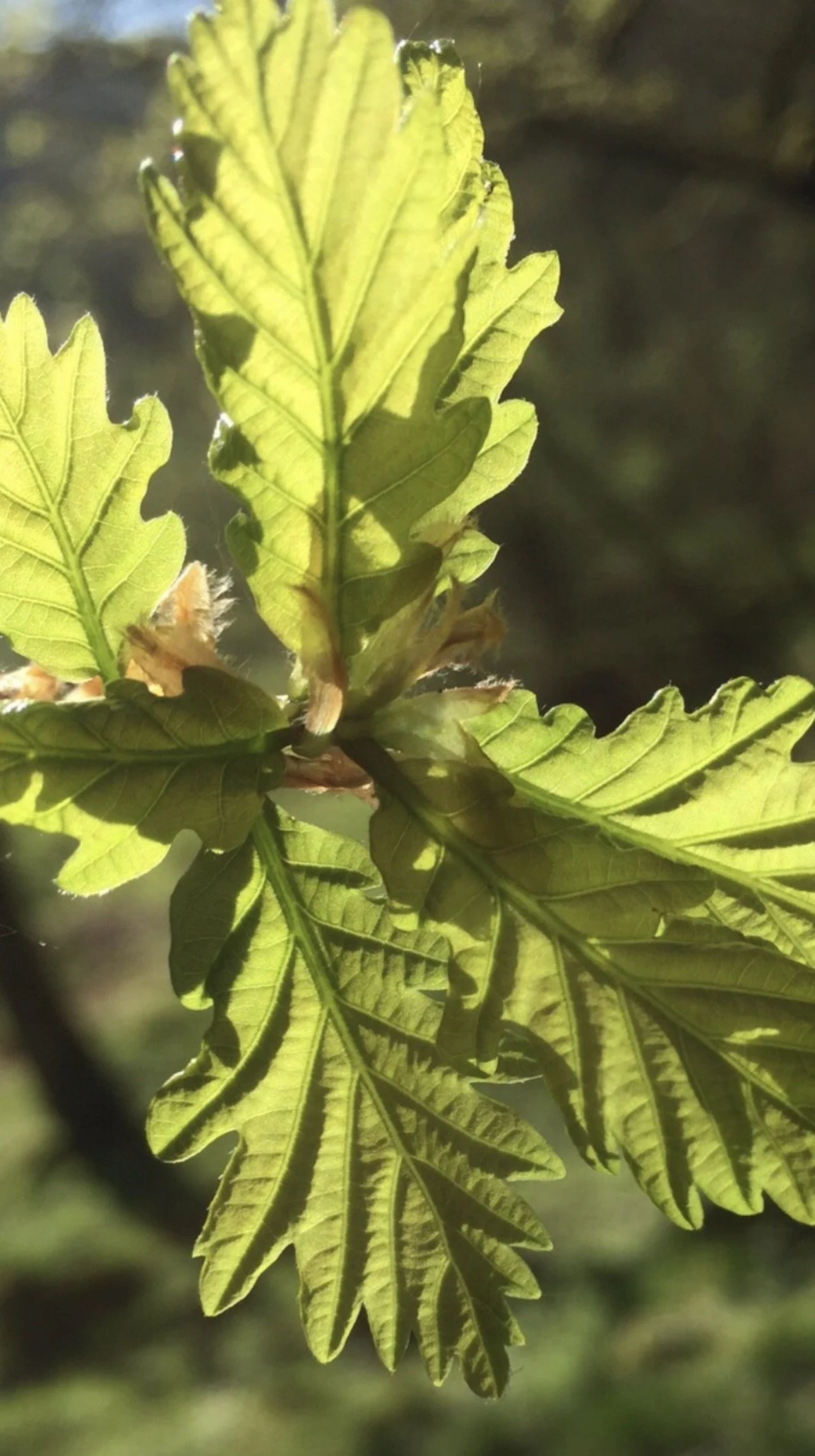 Close-up of green oak leaves with sunlight shining through.