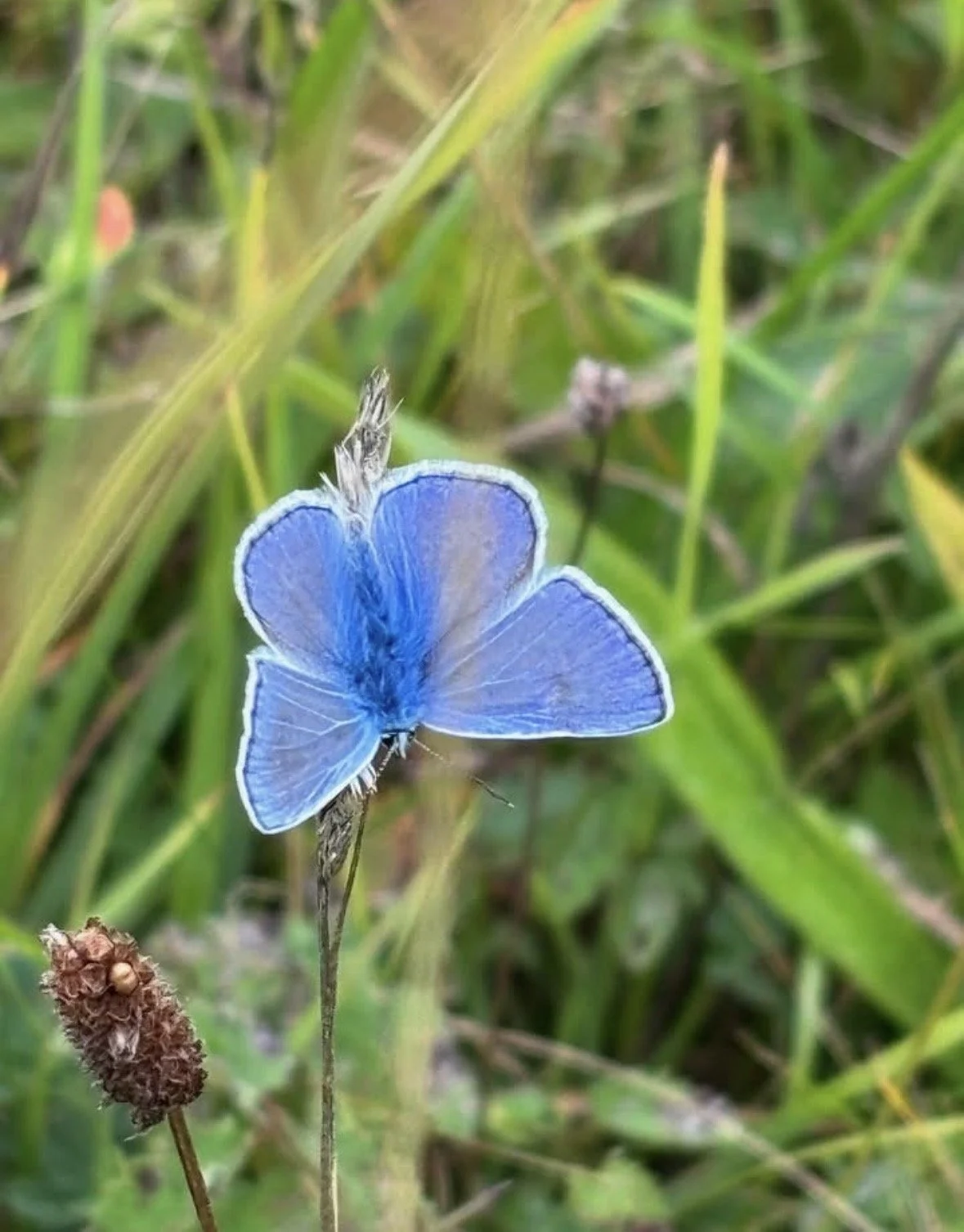 A vivid blue butterfly perched on a grass stem in a grassy field.