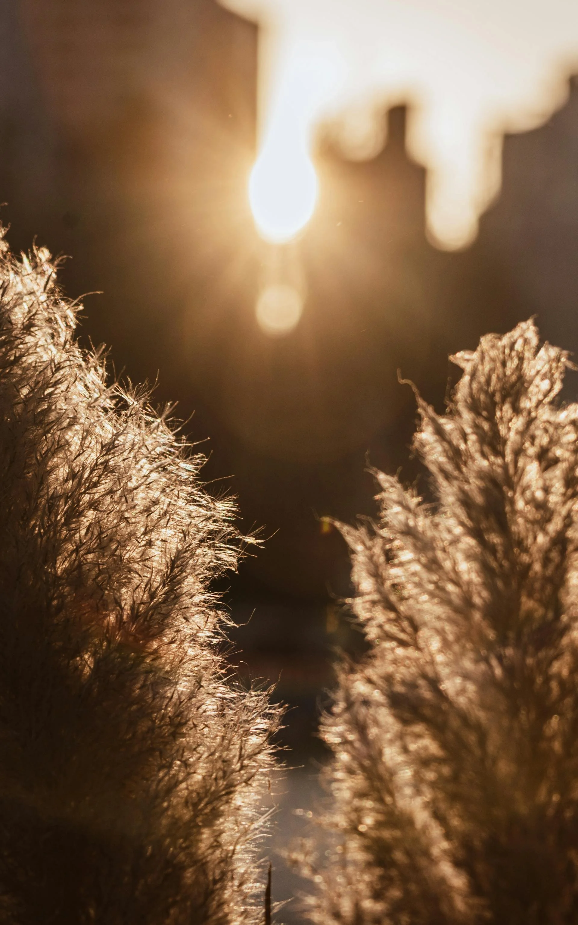 Sunshine shining through frosty, feathery plant structures with a blurred sunset or sunrise in the background.