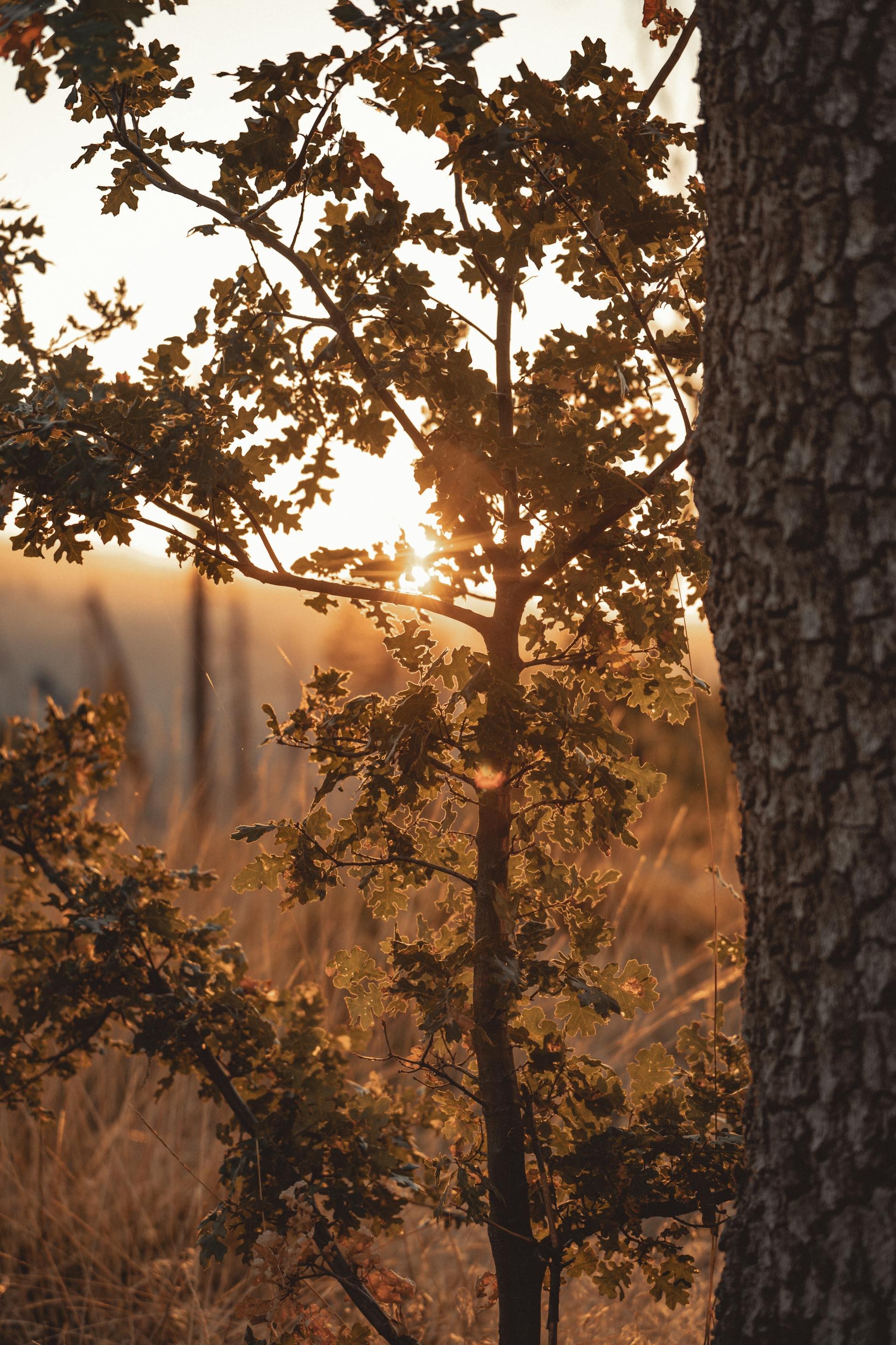 A close-up of a tree trunk and branches with leaves during sunset, with warm sunlight filtering through the foliage.