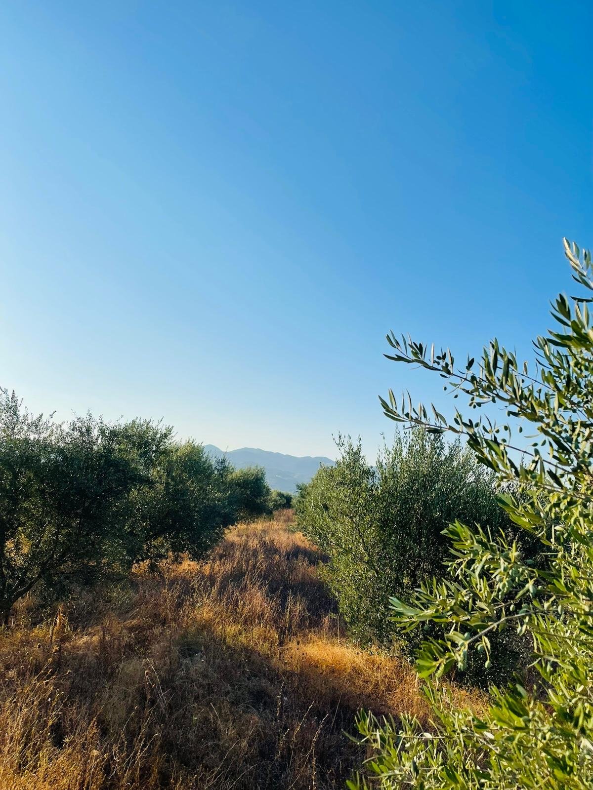 Scenic view of our olive groves. Dry grass trail surrounded by green bushes and trees, with mountains in the background under a clear blue sky.