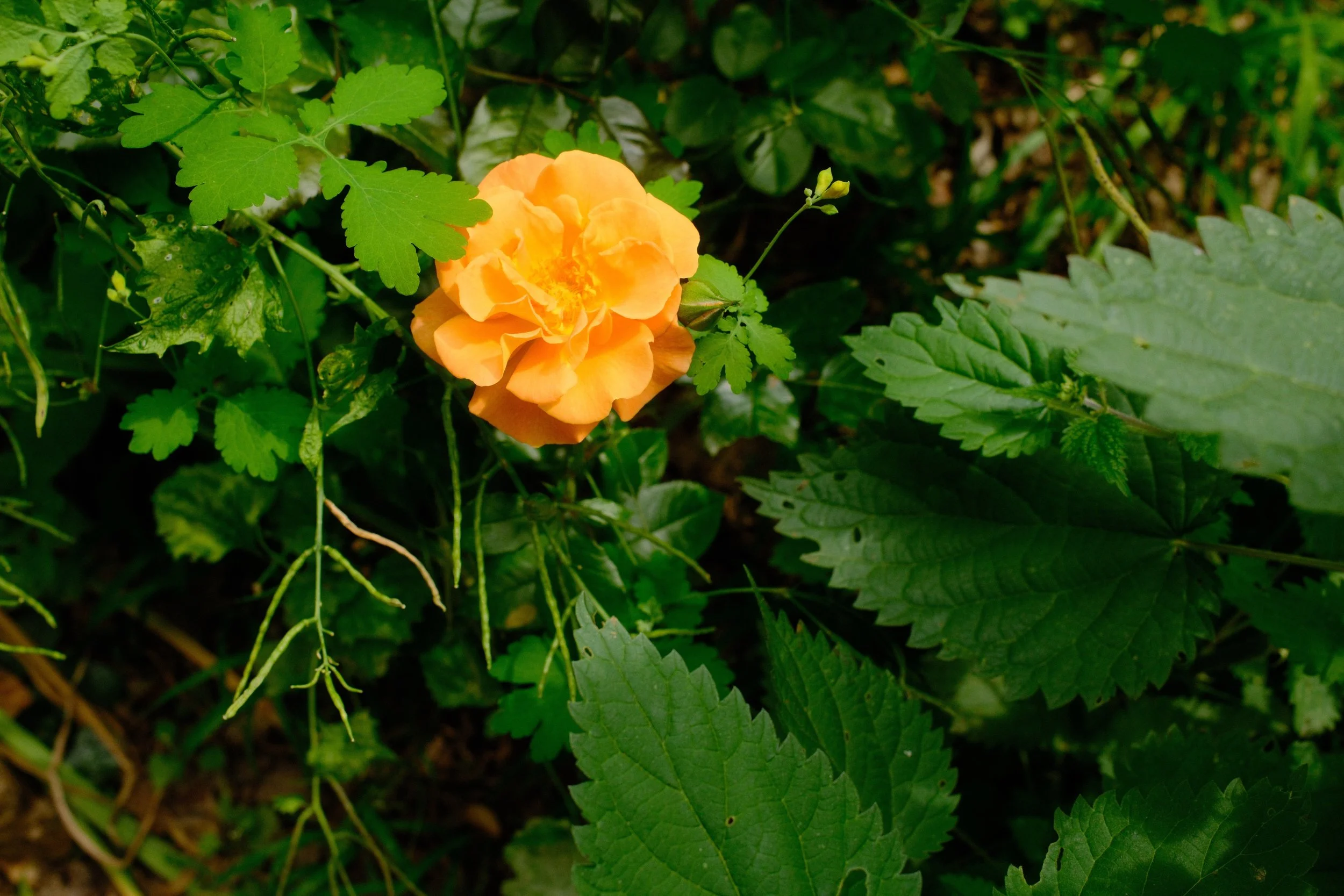 A close-up of an orange flower blooming among green leaves and foliage.