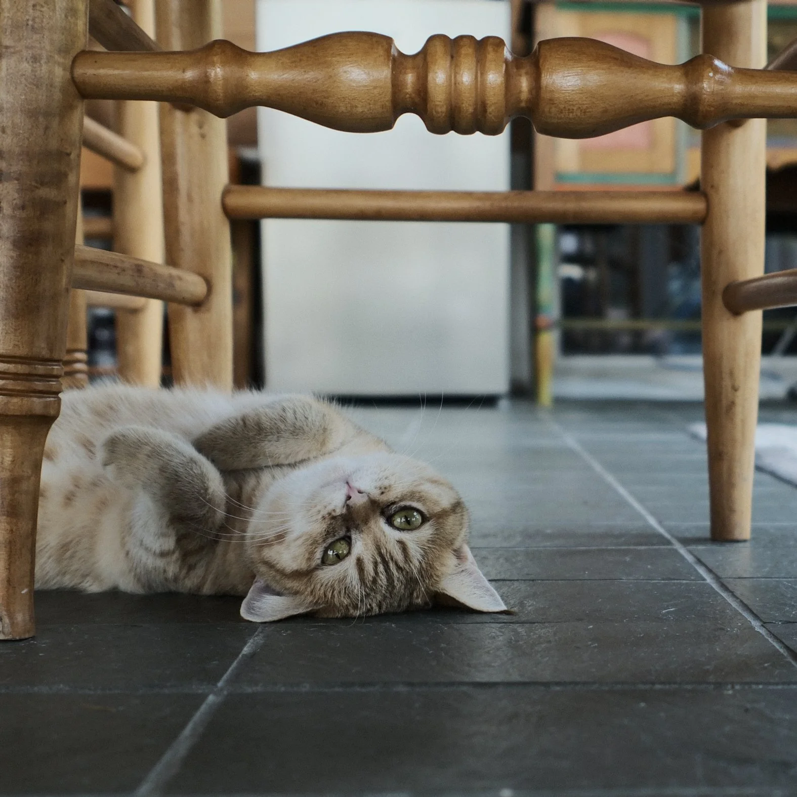 A tabby cat lying on its side under a wooden chair, looking up with green eyes.