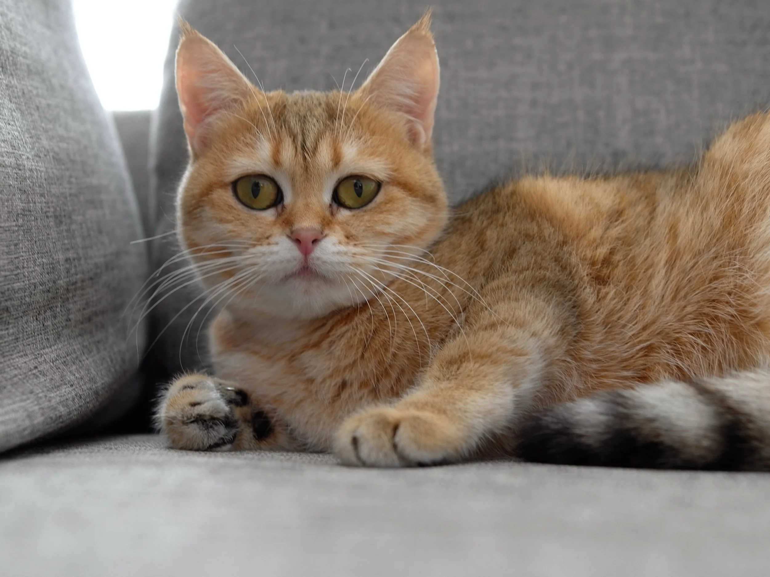 Close-up of an orange tabby cat lying on a couch with a gray background, looking directly at the camera.
