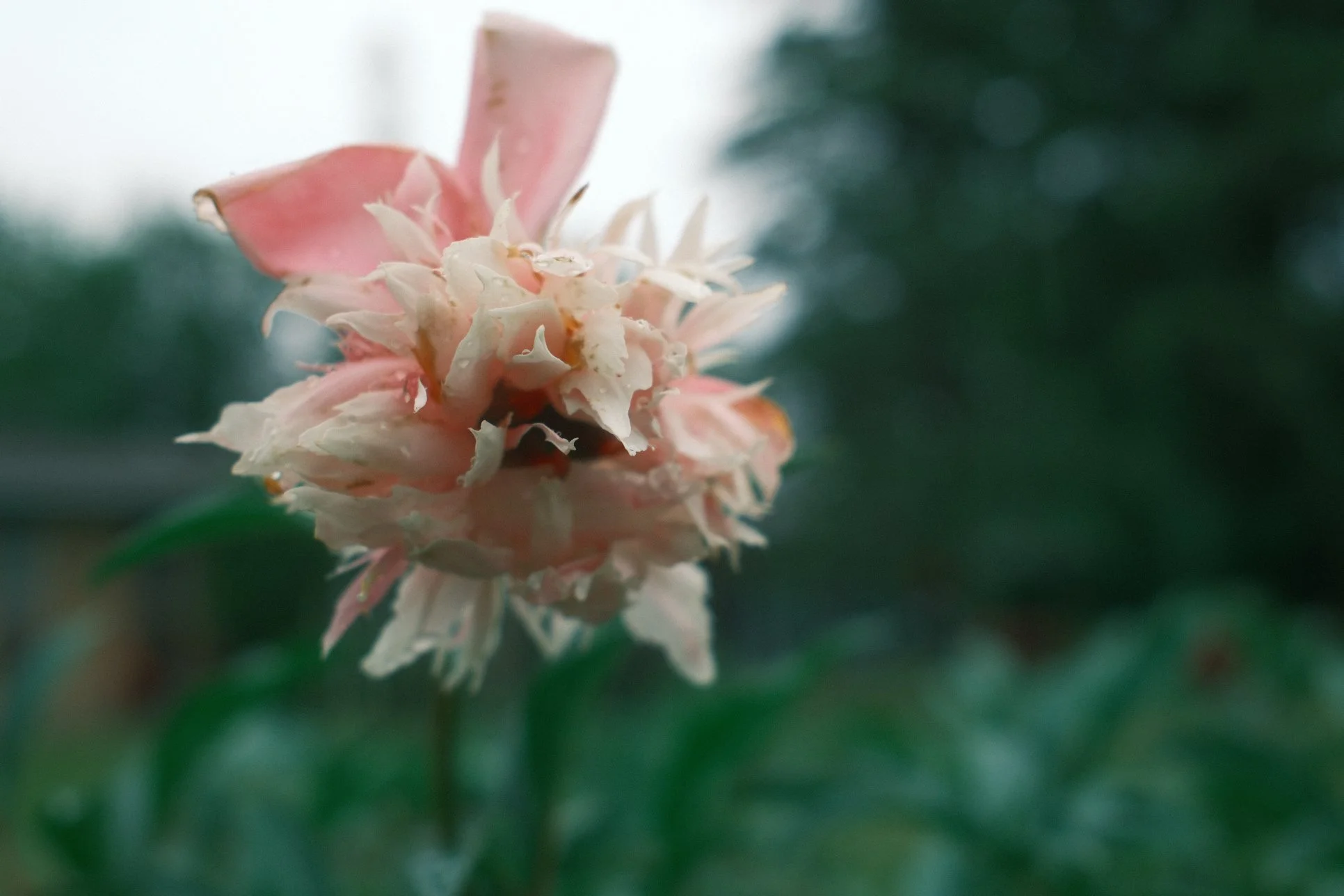 Close-up of a pale pink and white flower with soft petals, reflected on a shiny surface, with blurred green foliage in the background.